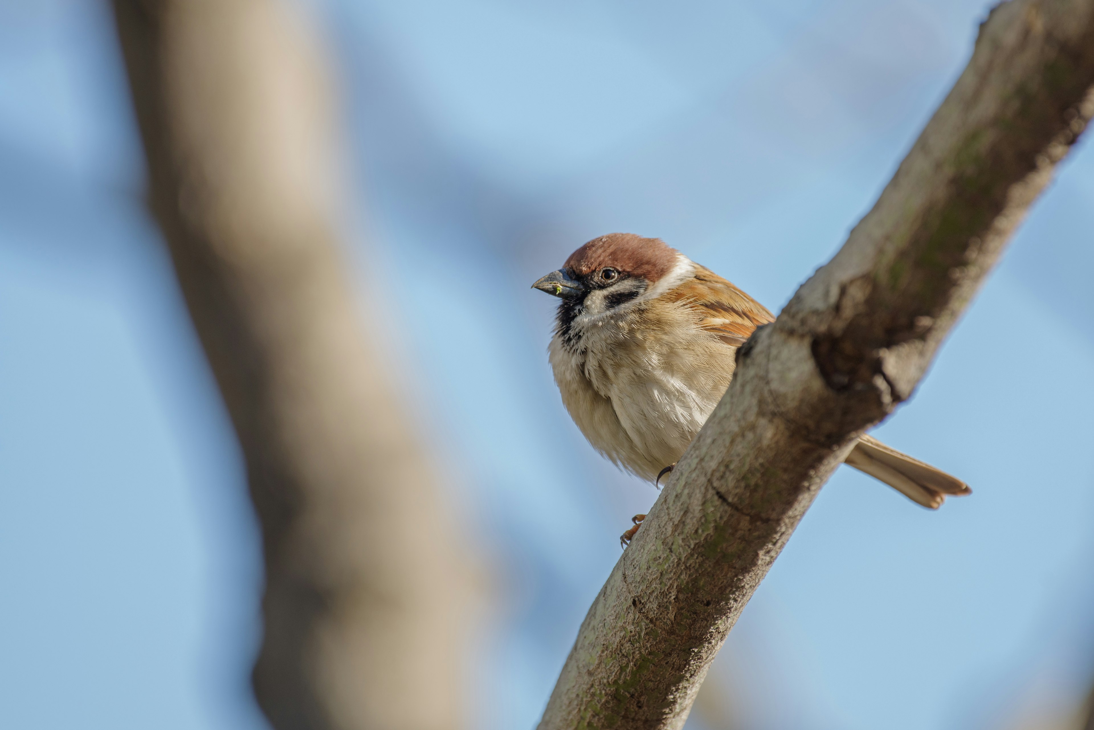 A sparrow perched on a branch against a blue sky