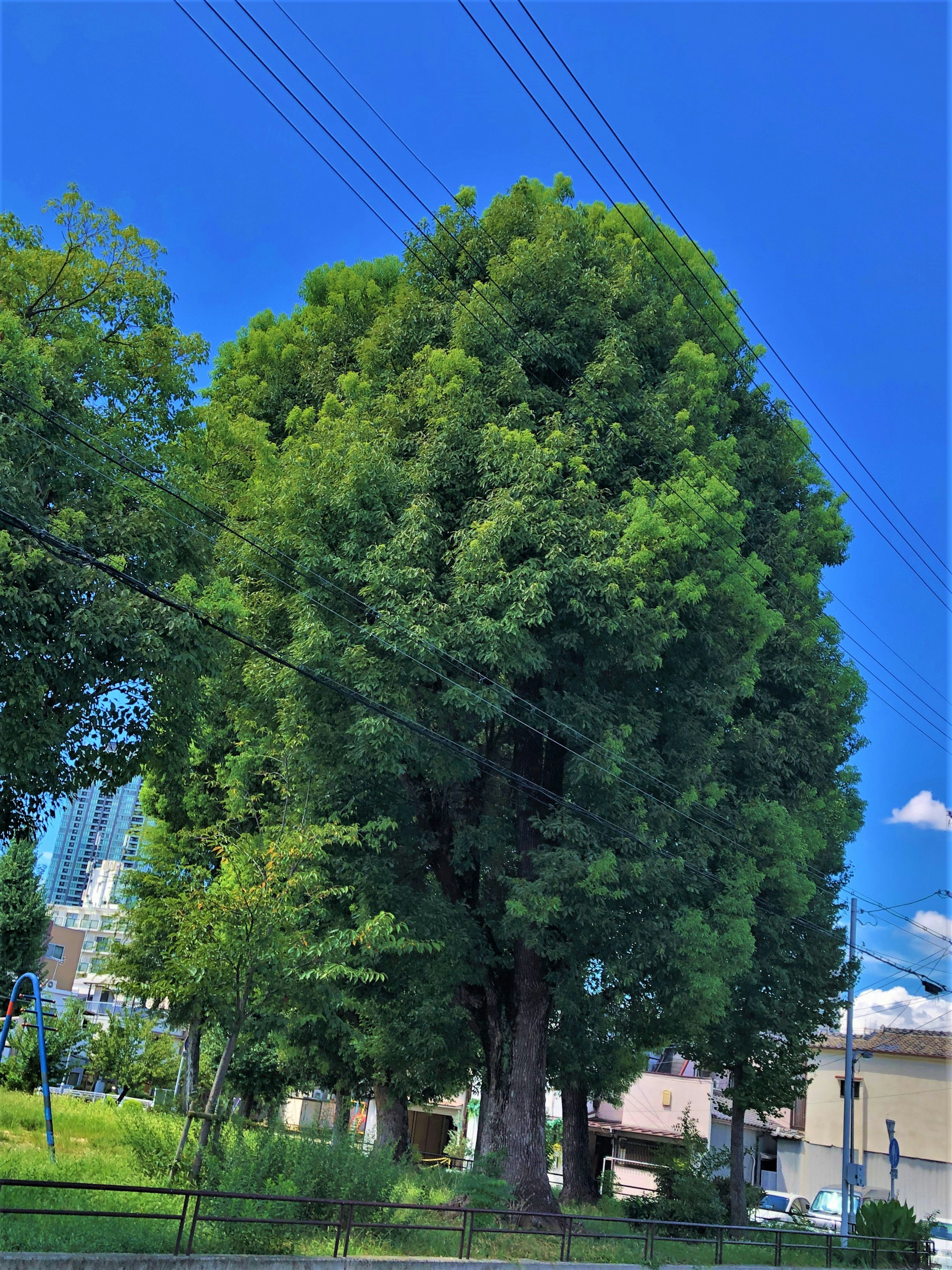 Grand arbre vert sous un ciel bleu avec des verdoyances environnantes