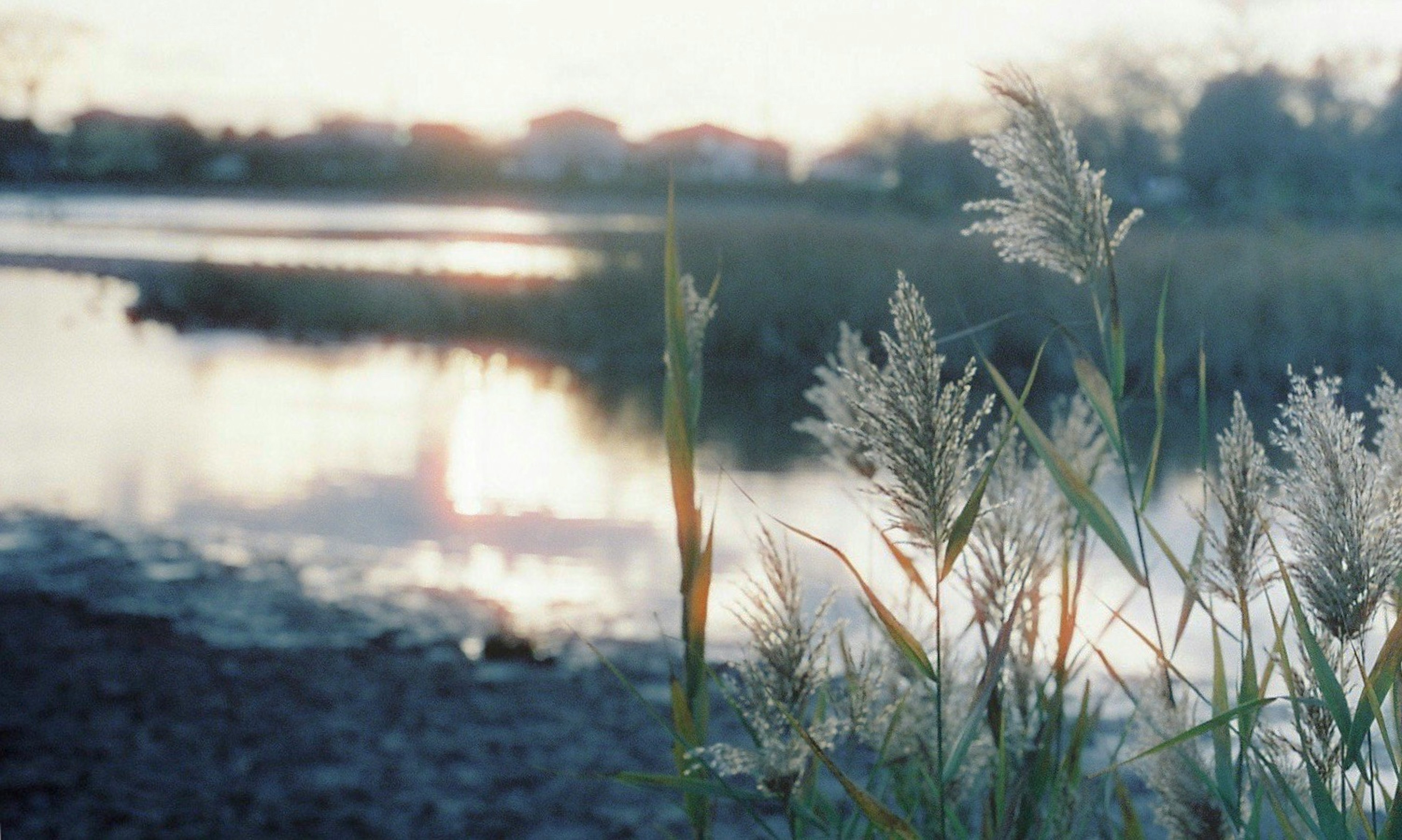 静かな湖の近くに立つ草の穂と夕日の反射