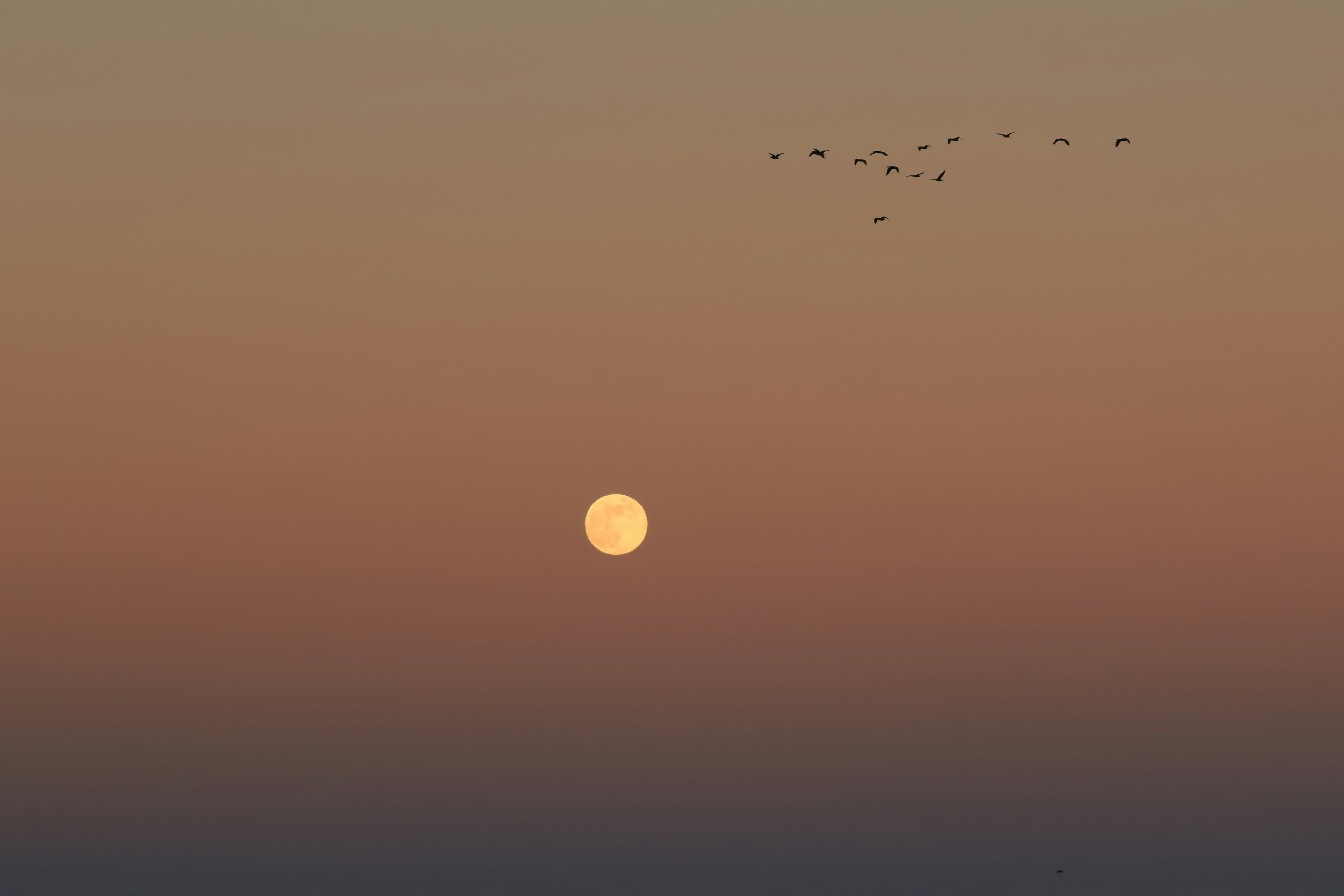 穏やかな夕暮れに沈む太陽と飛び去る鳥たち