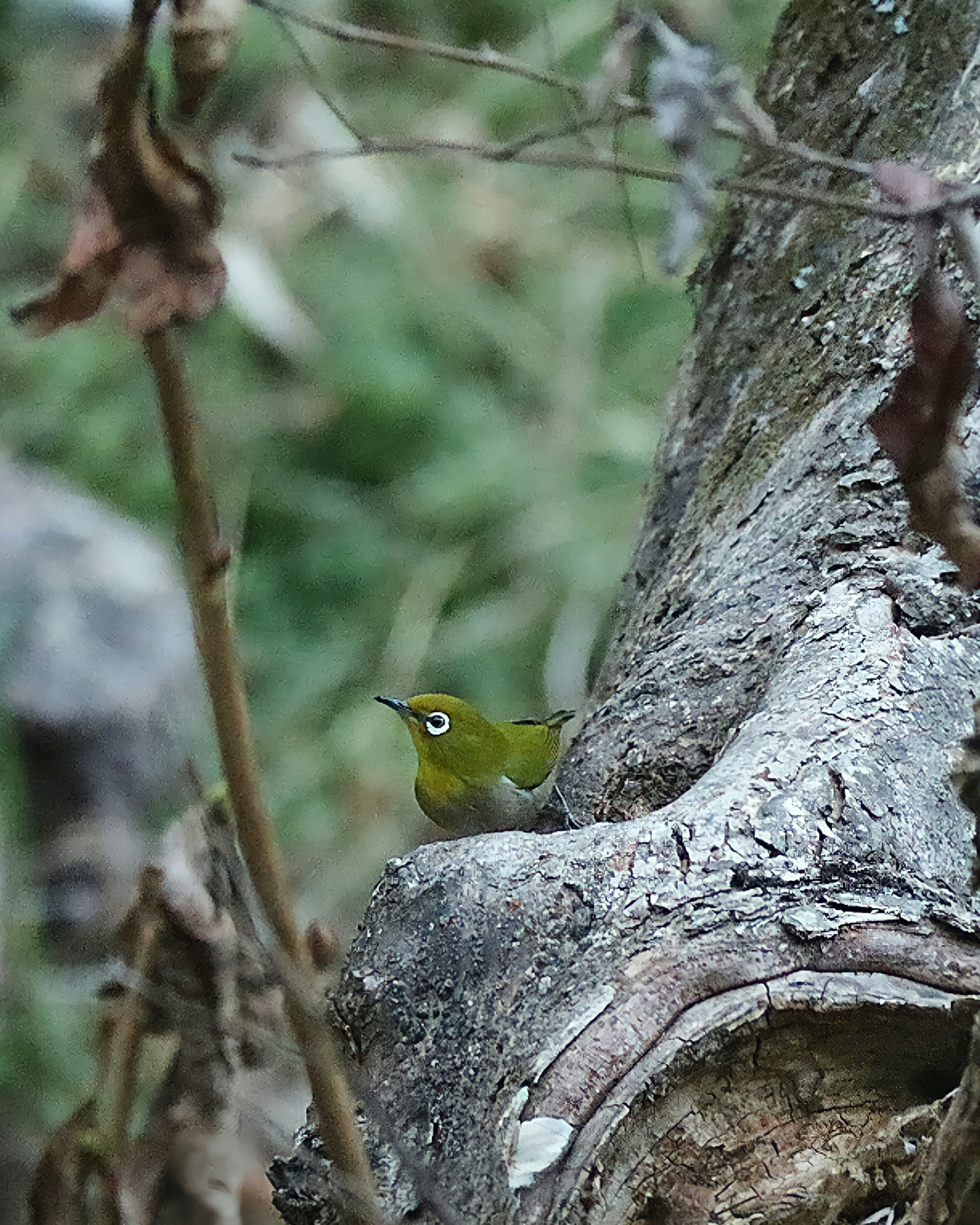 Un petit oiseau vert perché sur une branche d'arbre