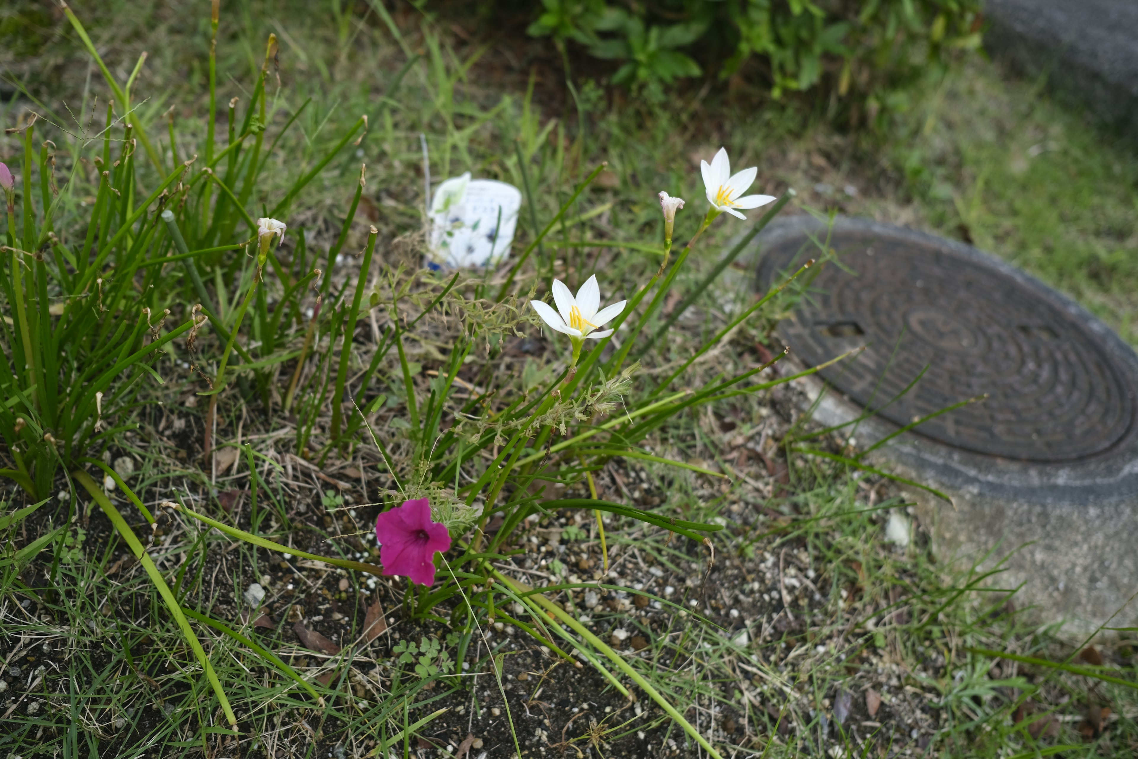 Sebuah area rumput dengan bunga putih dan satu bunga ungu di dekat objek putih