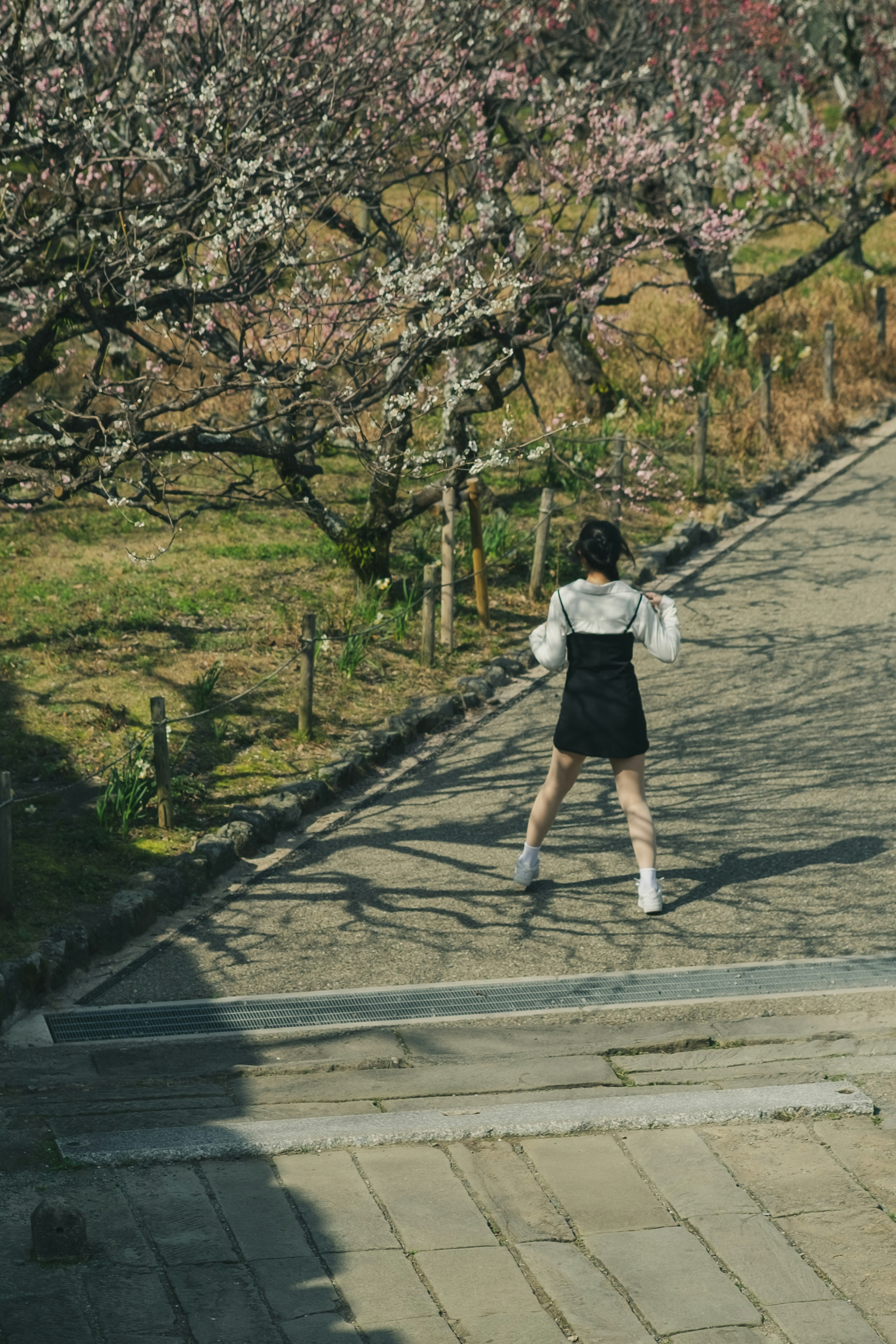 A woman facing away under cherry blossom trees