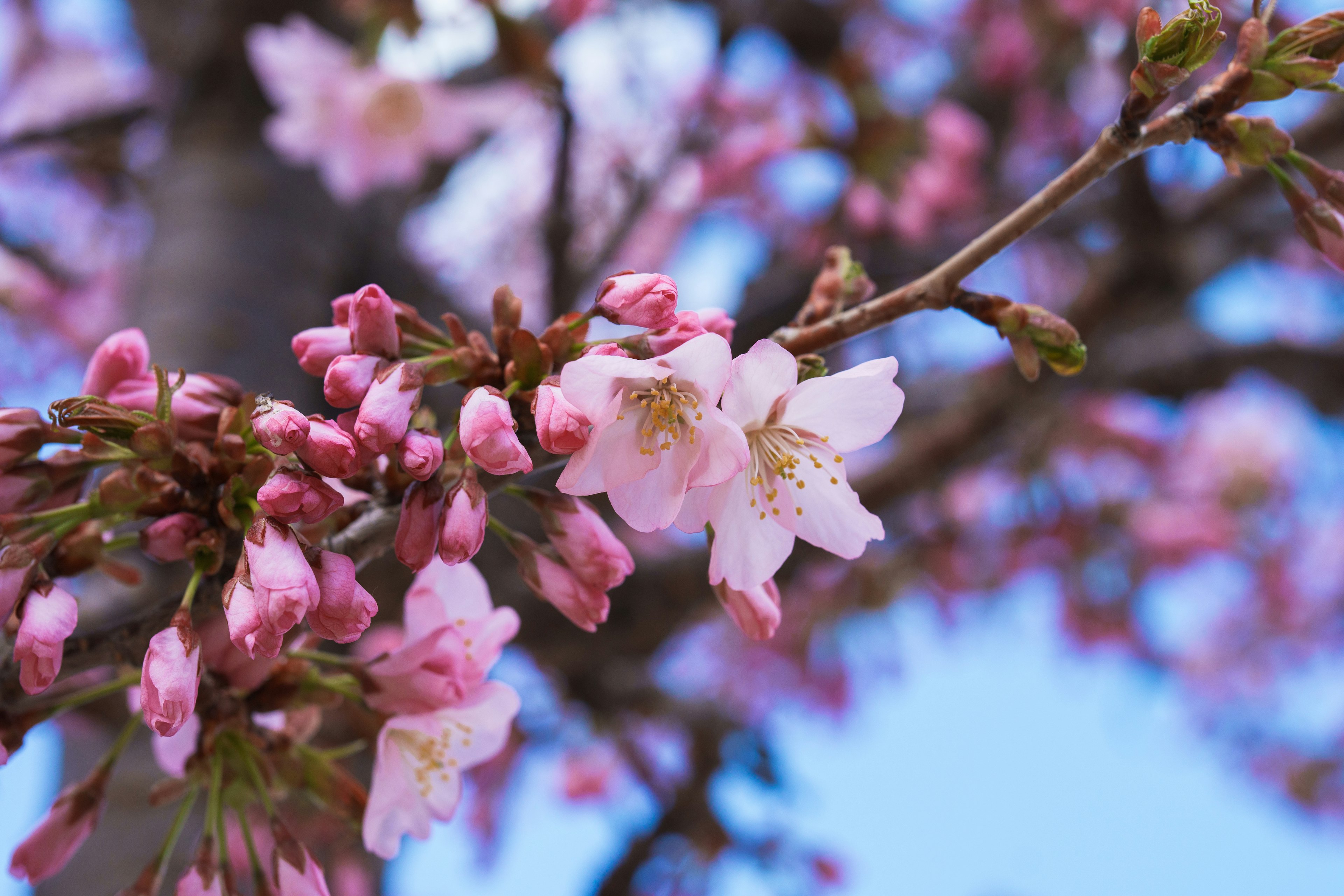 Acercamiento de flores de cerezo y brotes en una rama