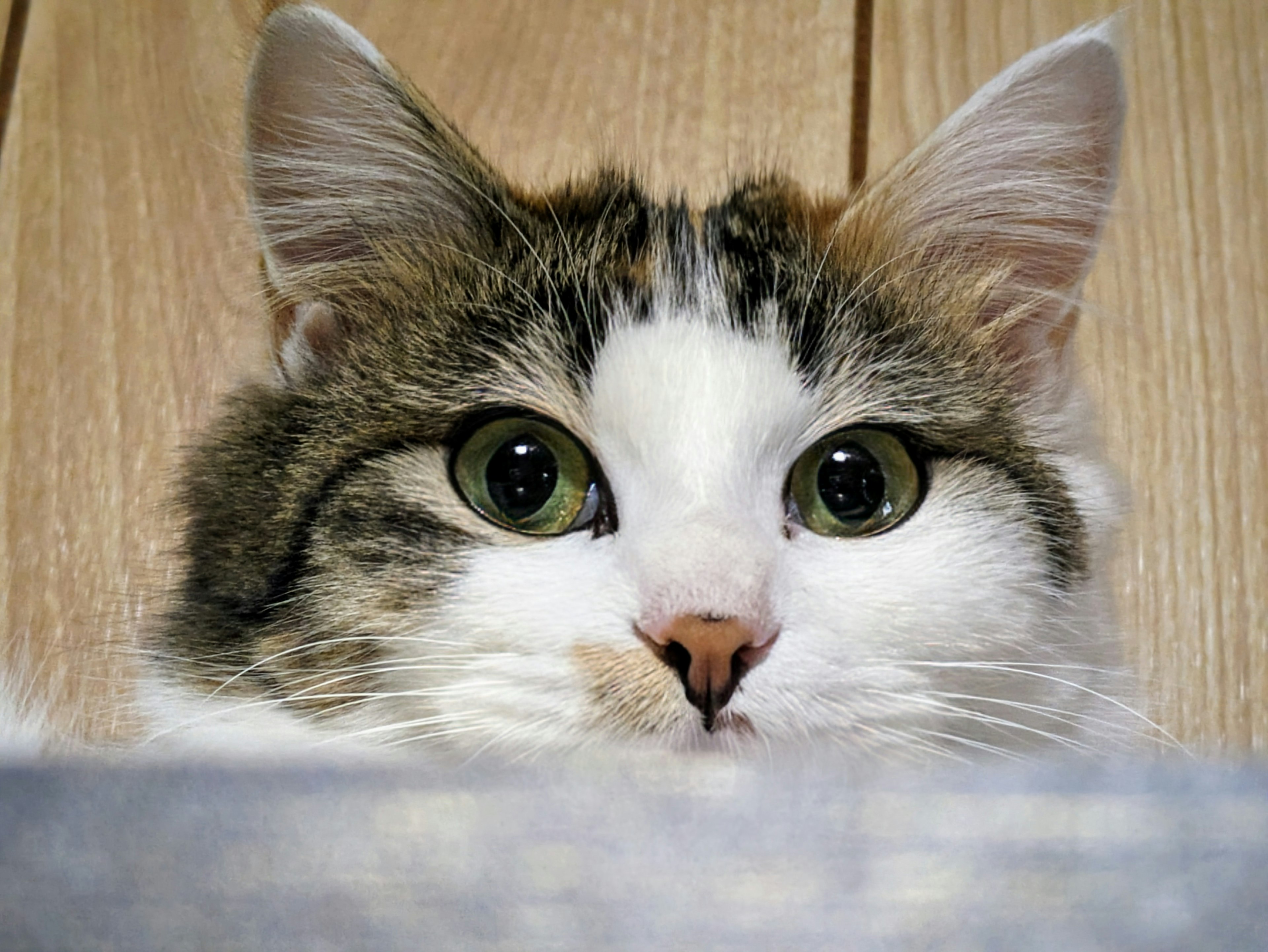 Close-up of a cat's face with large green eyes and white fur against a wooden background