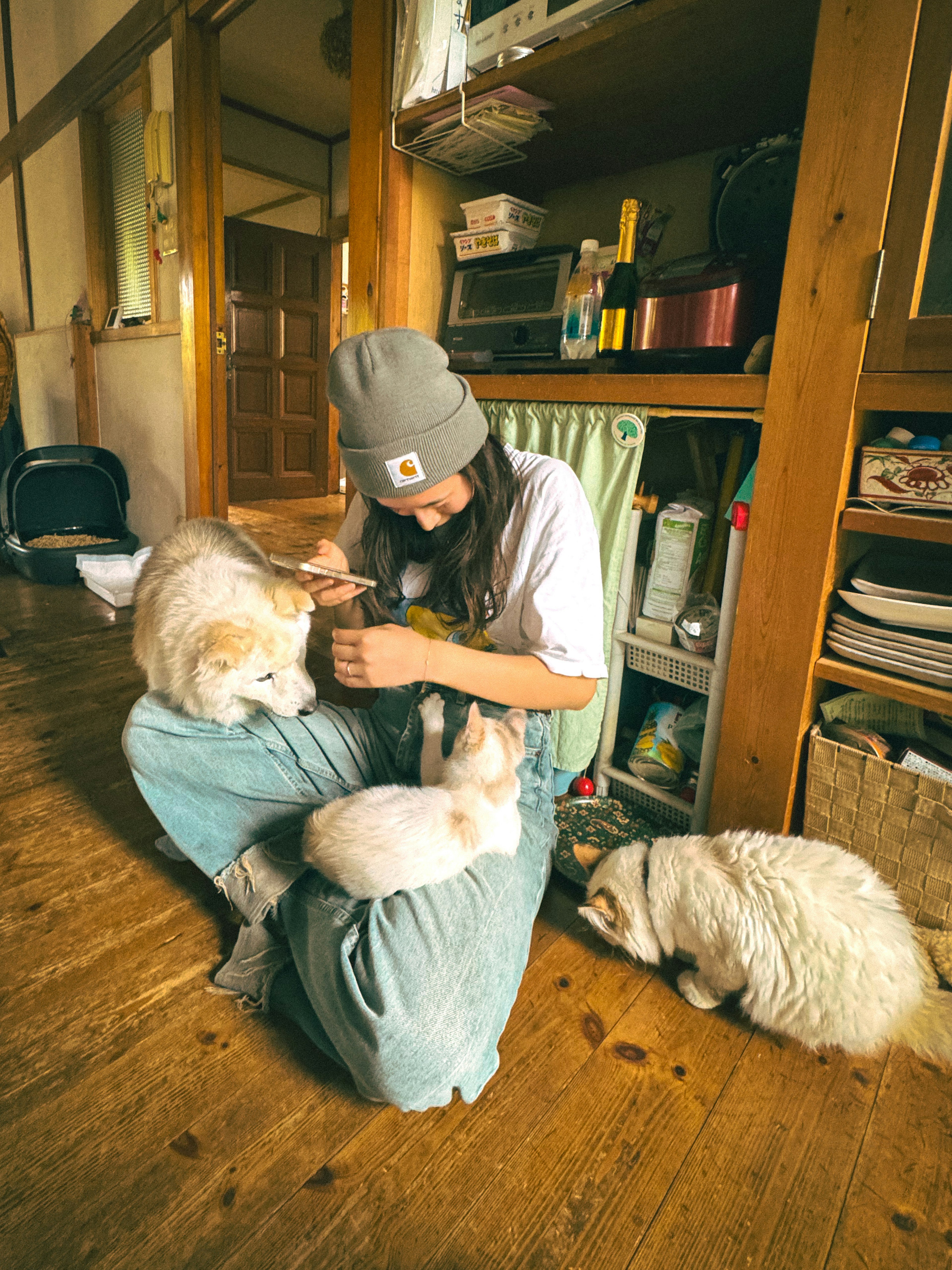 Mujer jugando con gatos en una habitación acogedora con suelo de madera y estantes