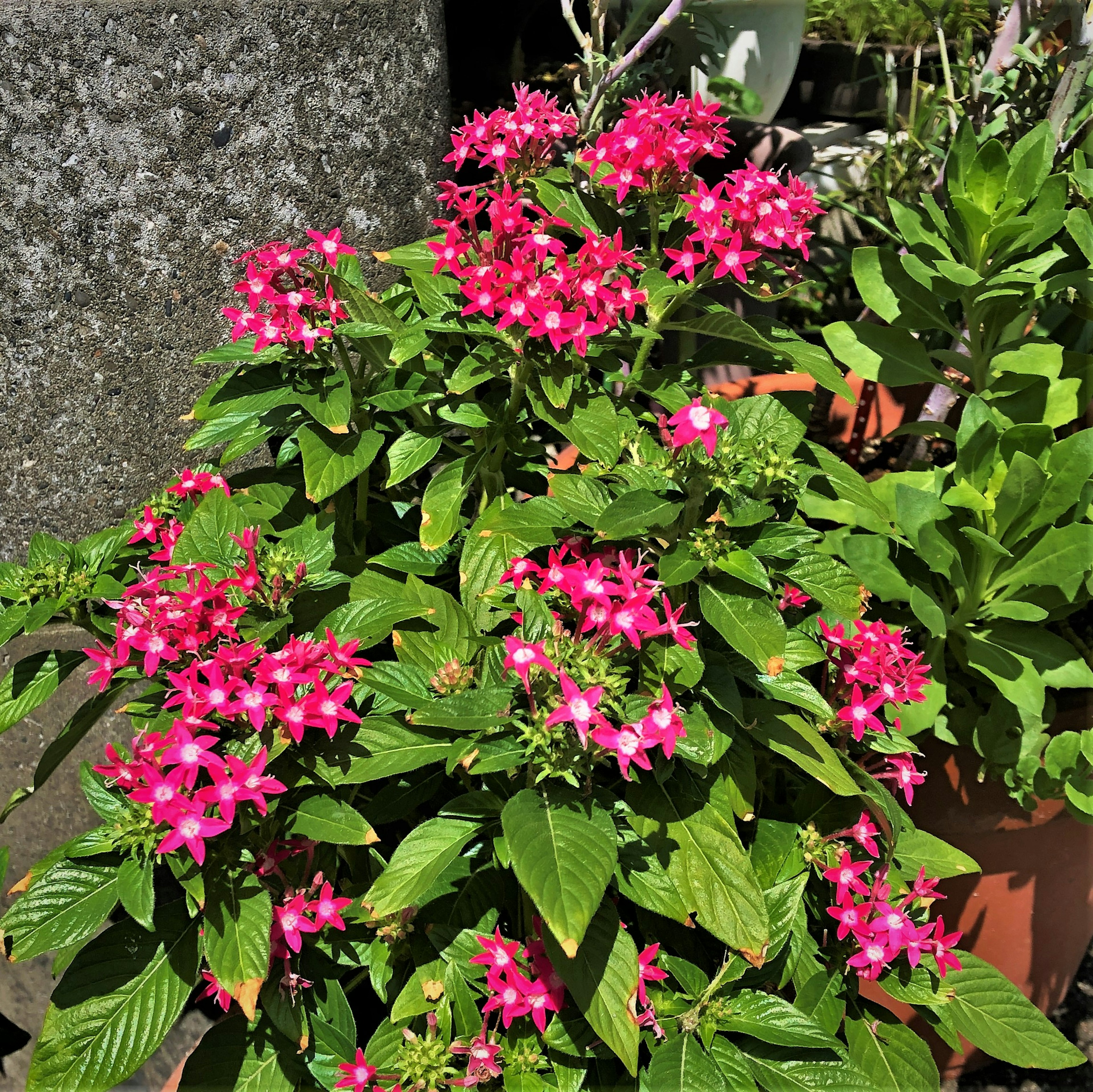 ピンクの花が咲く植物のクローズアップで緑の葉に囲まれている