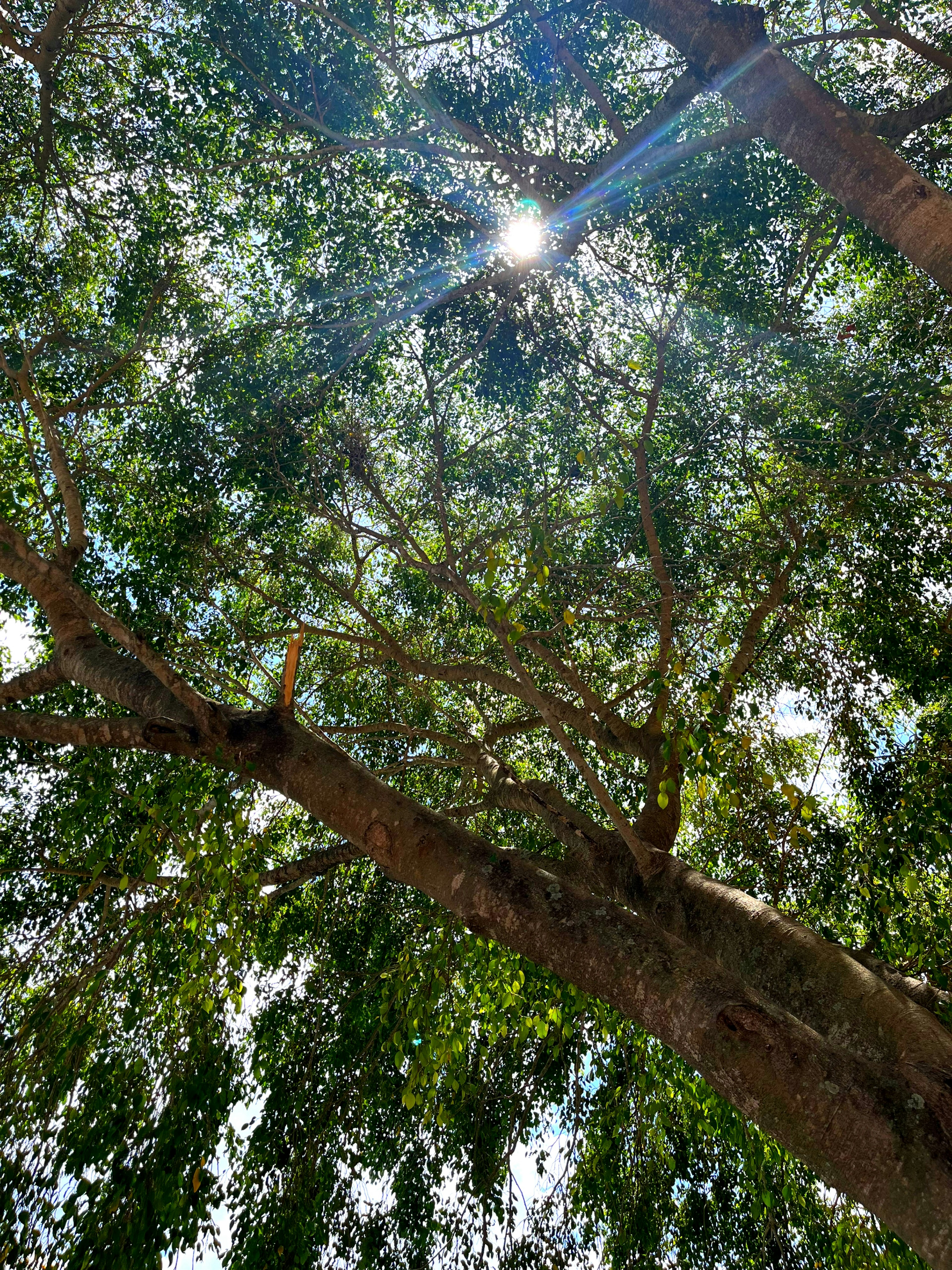 A view of lush green tree foliage with sunlight filtering through the leaves