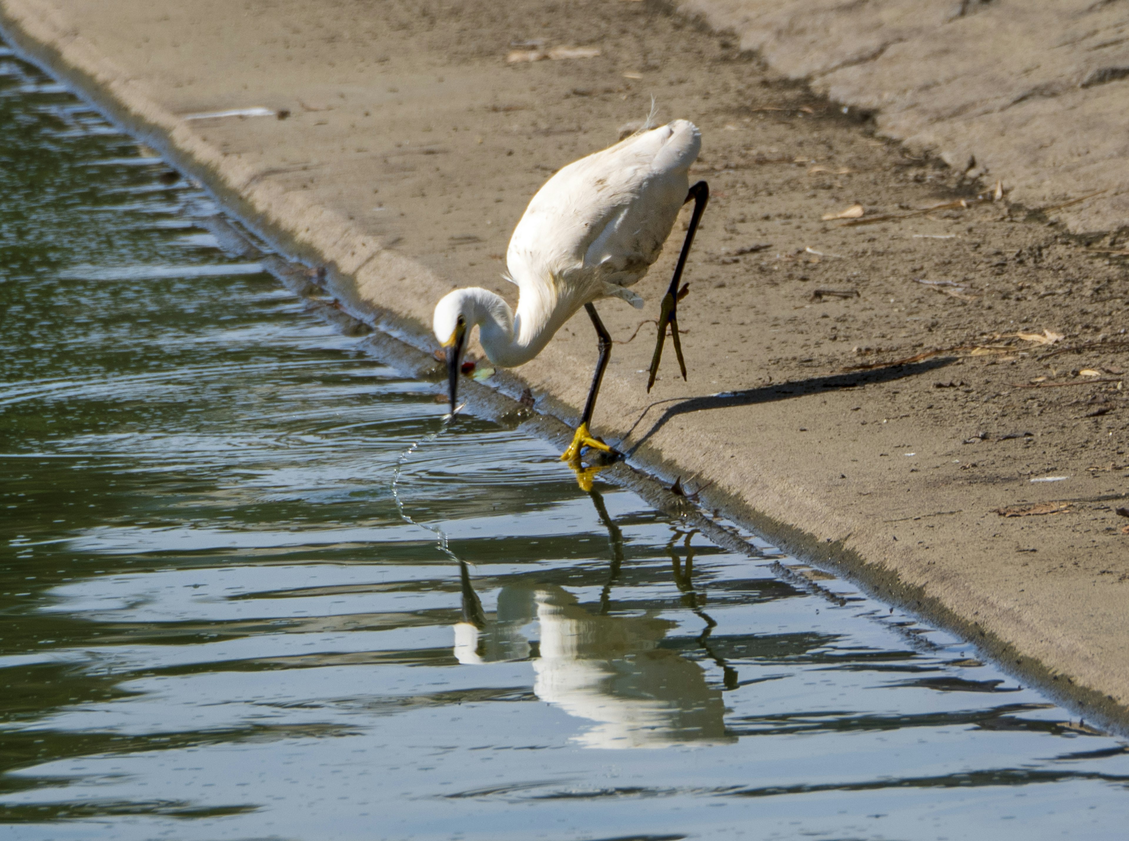 Una garza blanca cazando comida en la orilla del agua