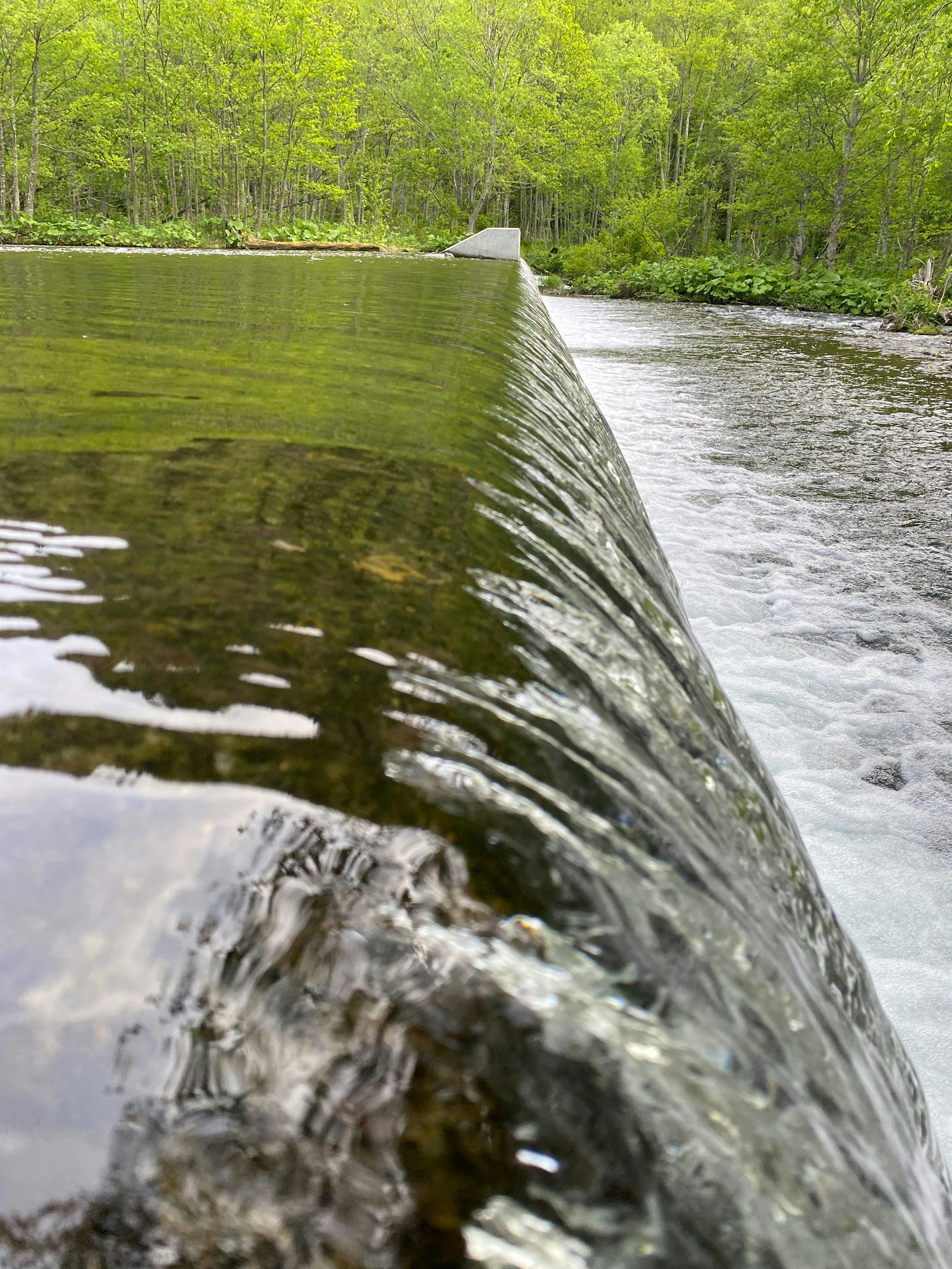 Small dam with flowing water and lush green trees in the background