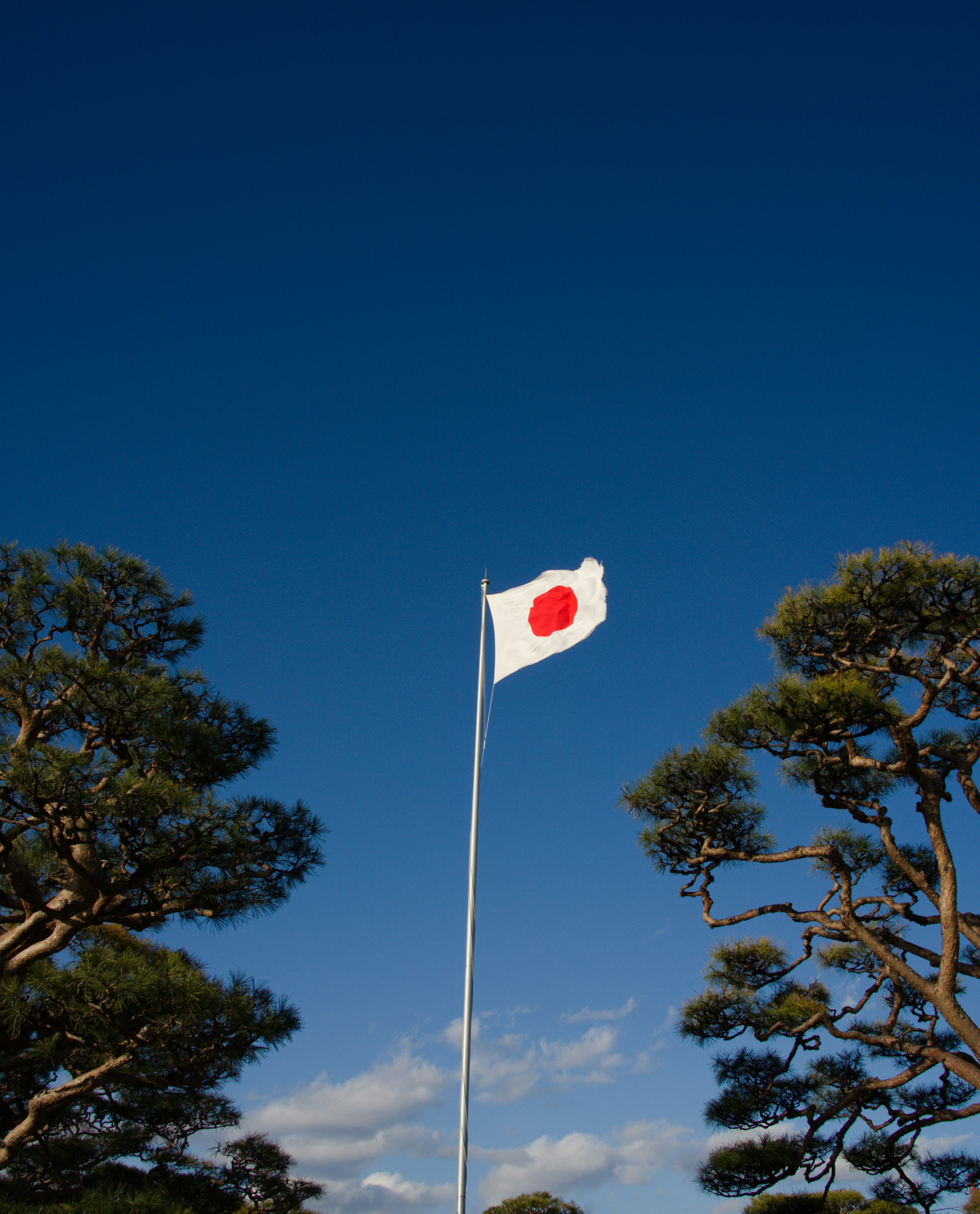 在晴朗的藍天下與松樹一起飄揚的日本國旗