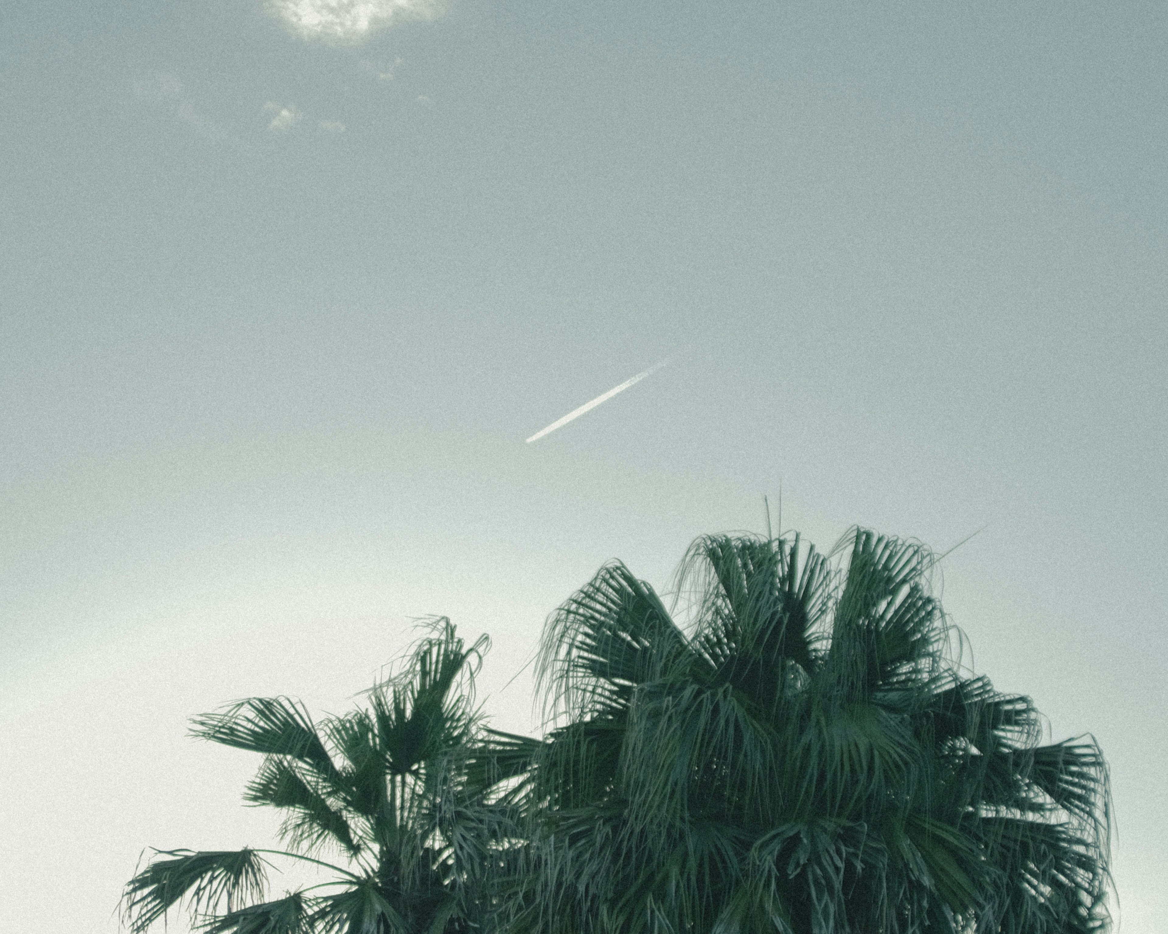 Silhouette of palm trees against a blue sky with a contrail