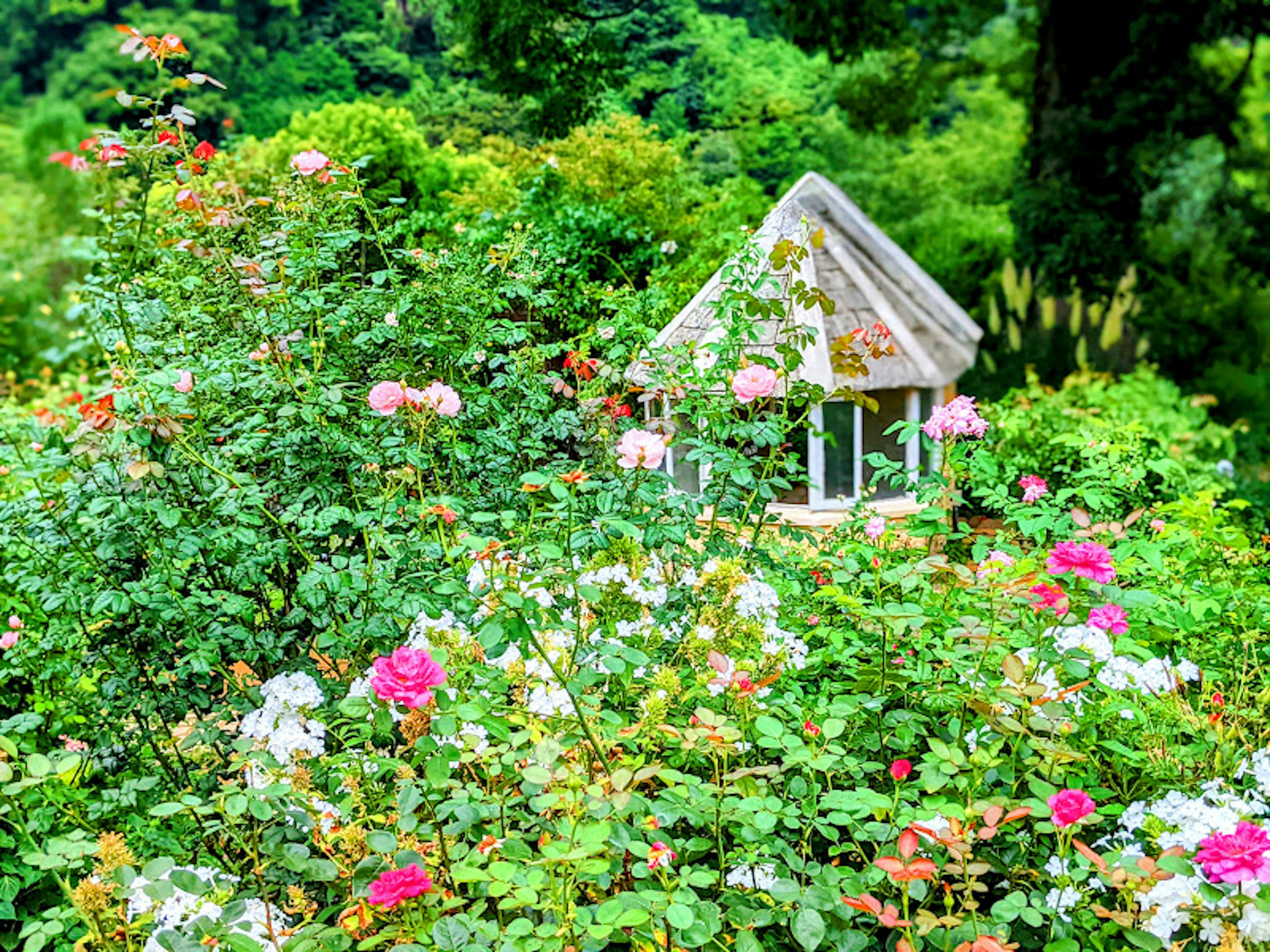 色とりどりのバラに囲まれた小屋のある庭の風景