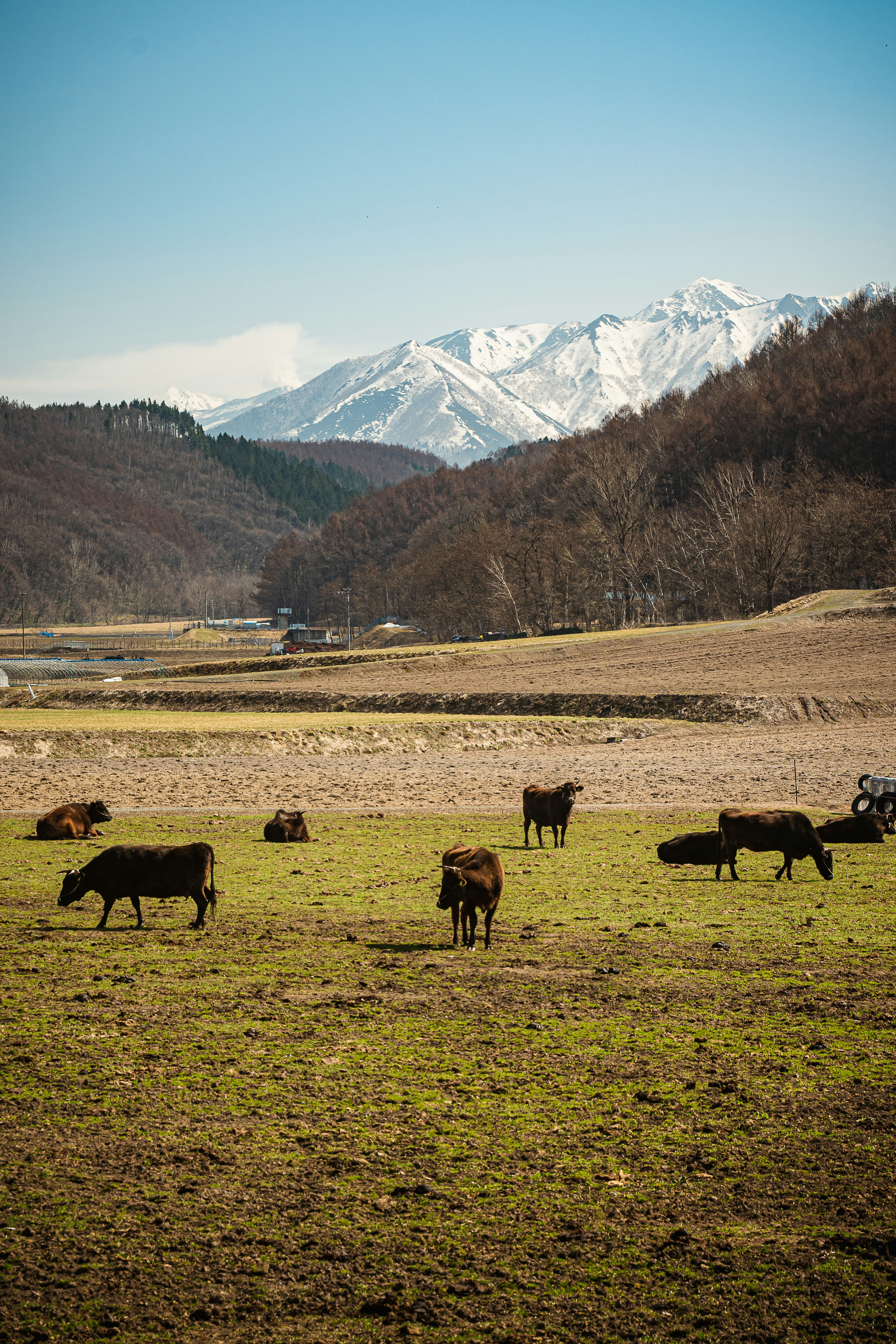 Mucche che pascolano in un prato con montagne innevate sullo sfondo