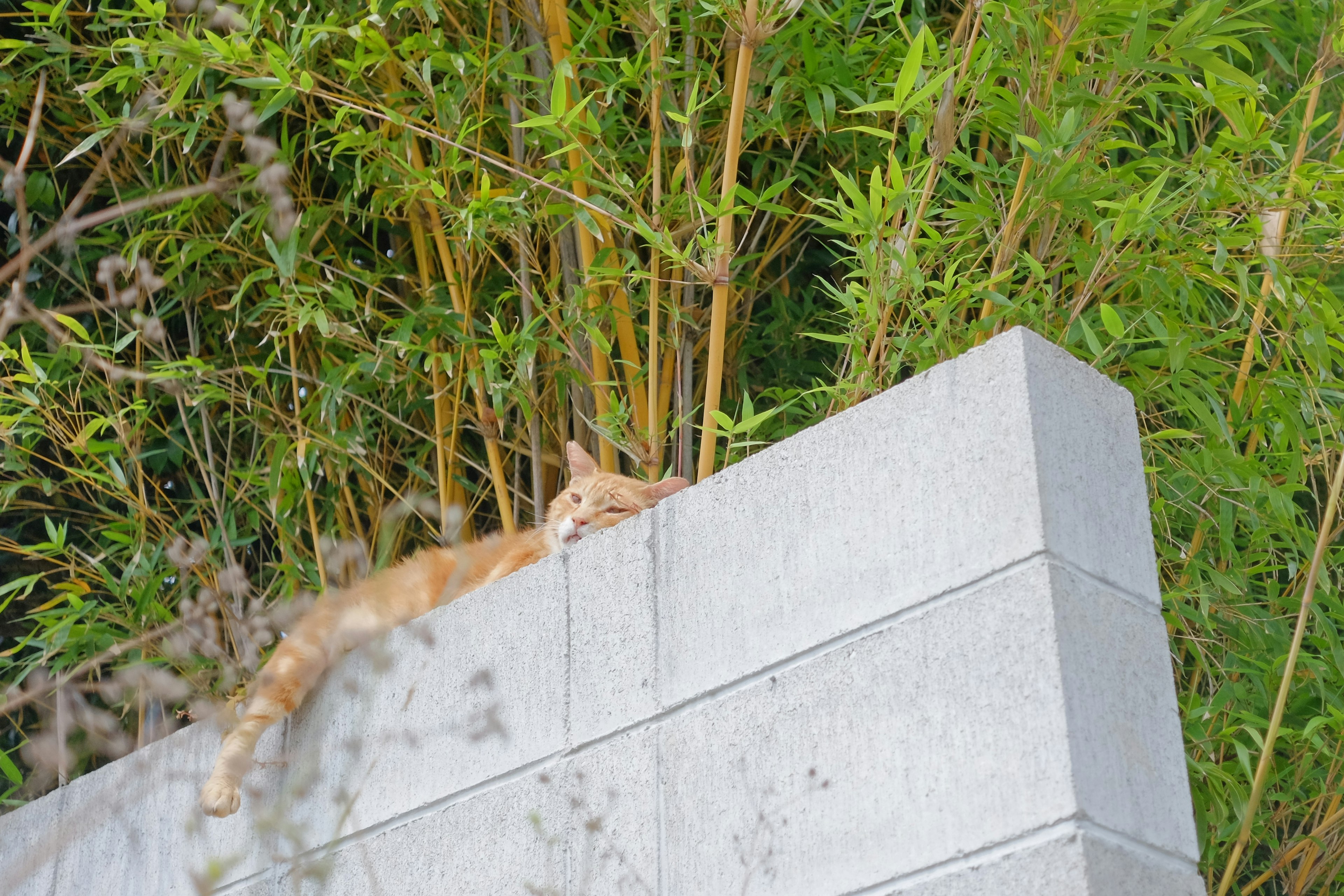 Gatto arancione sdraiato su un muro con bambù sullo sfondo