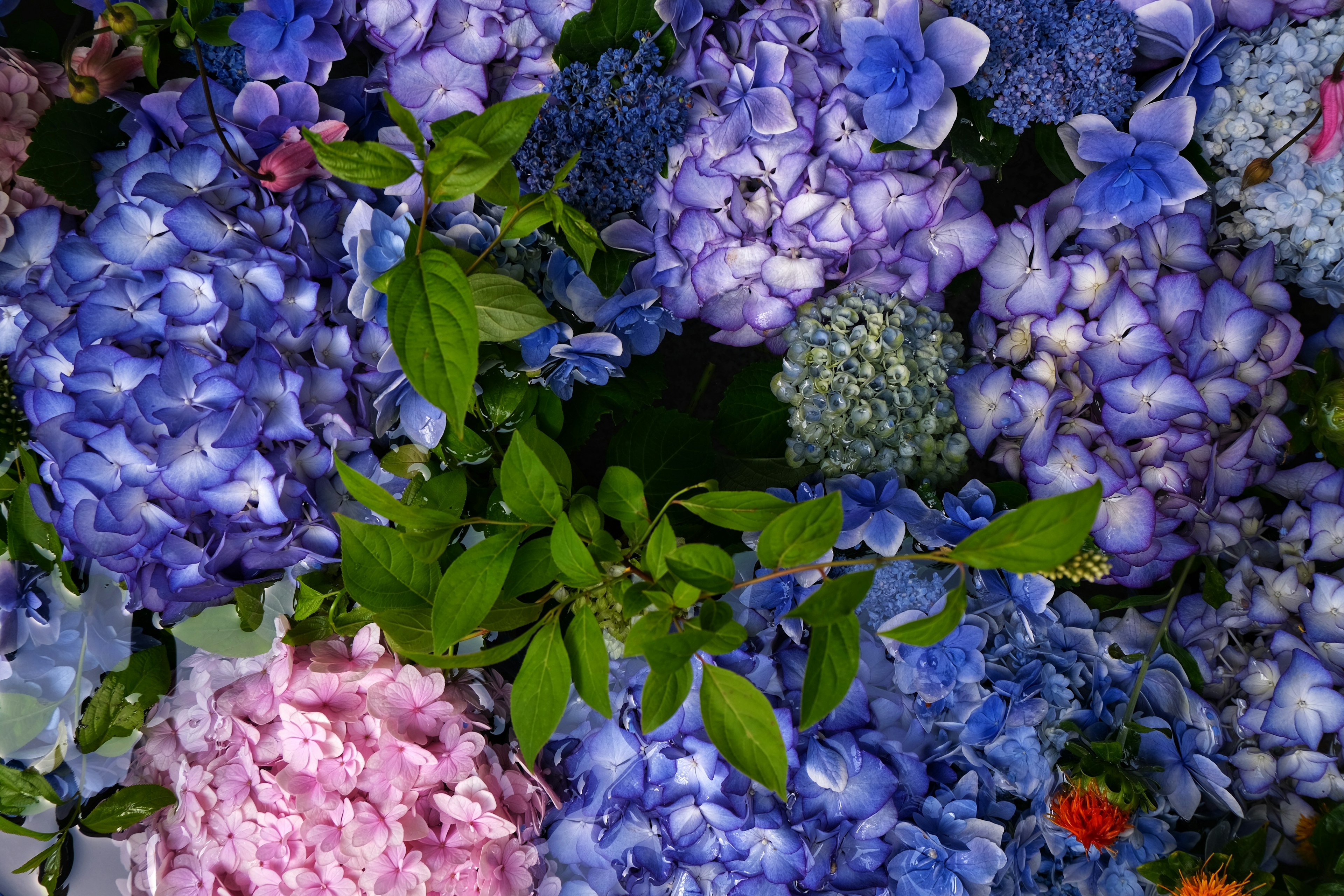 Kumpulan bunga hortensia yang berwarna-warni dalam berbagai nuansa biru dan ungu