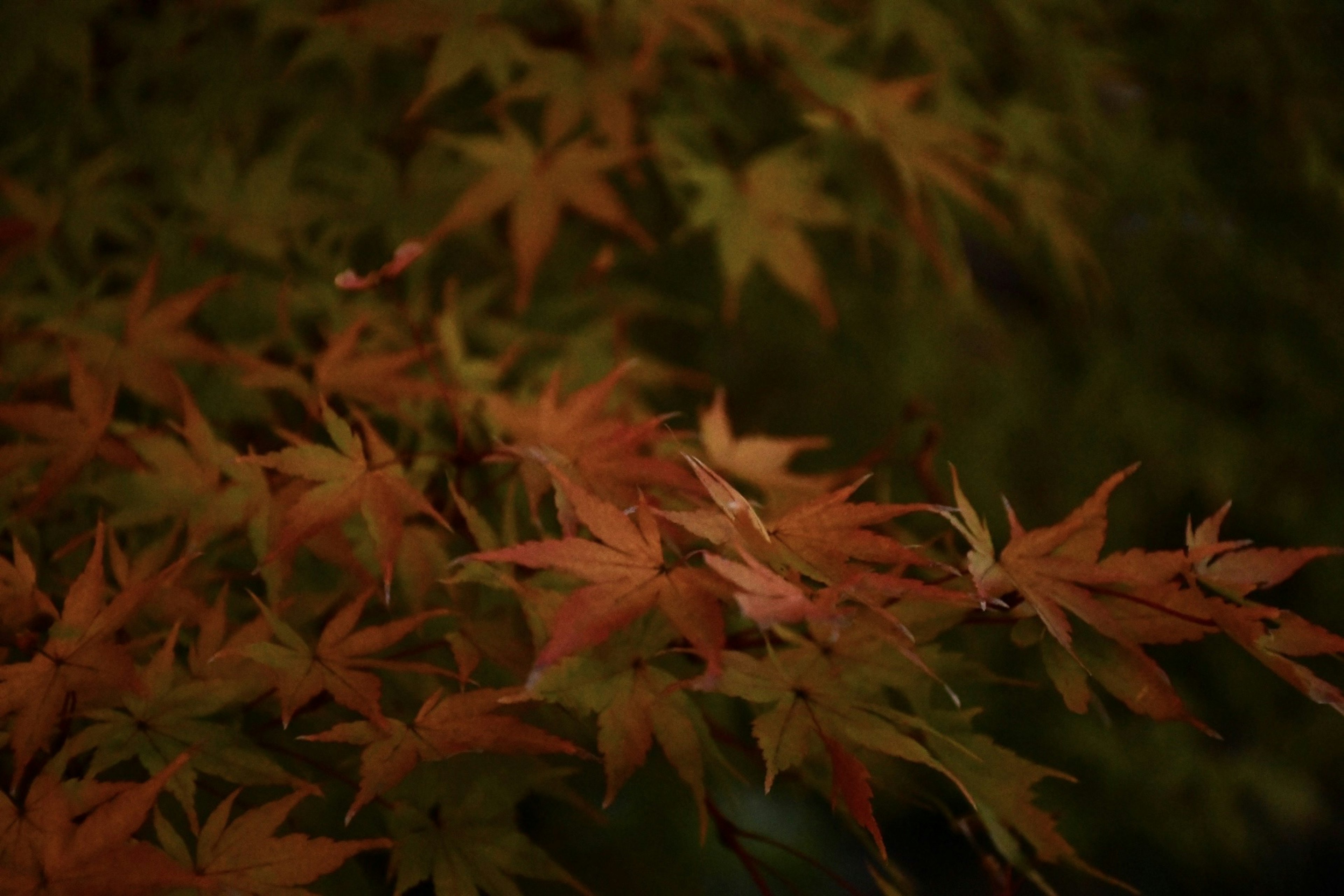 Maple leaves in shades of red and orange against a dark background