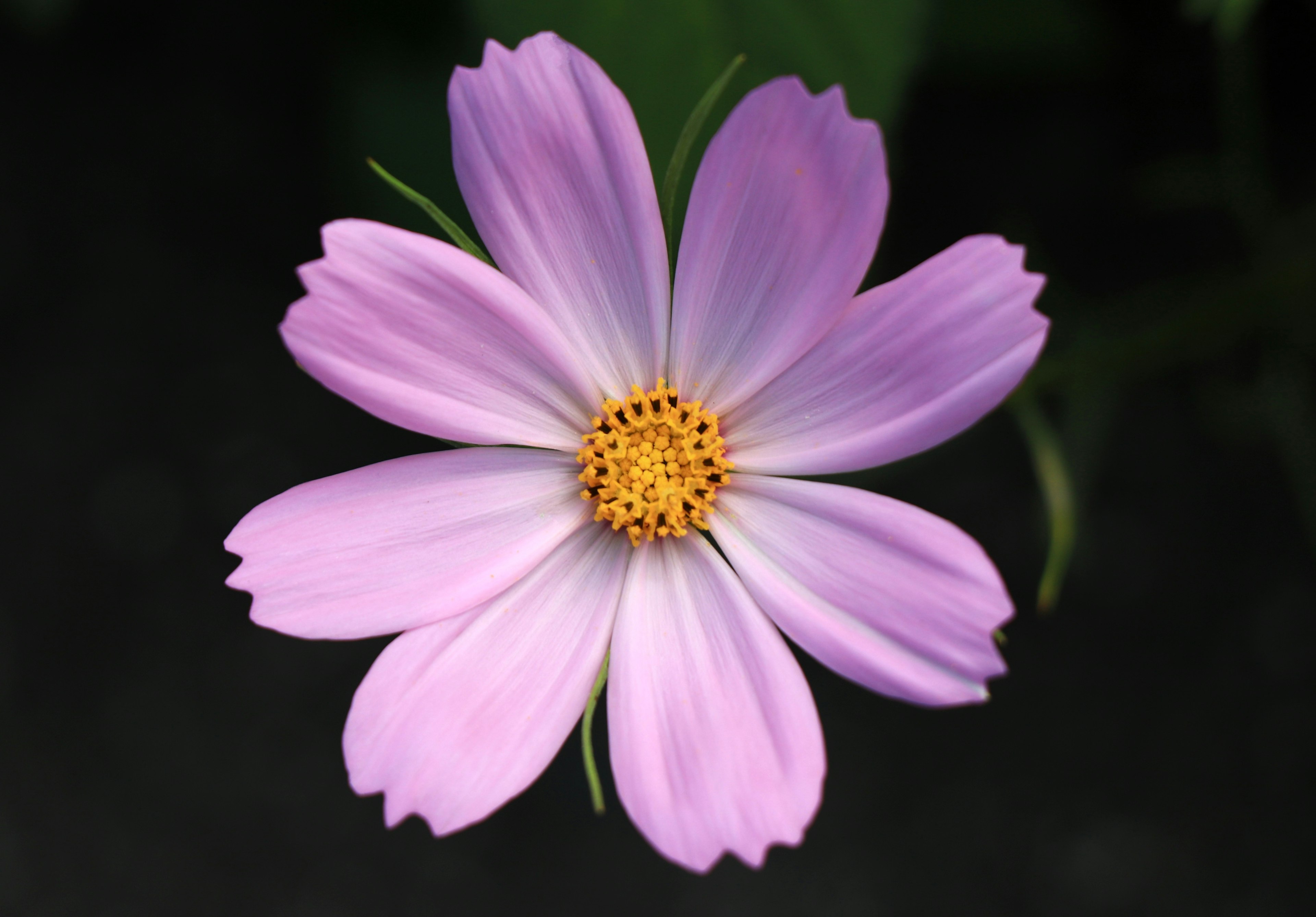 Eine rosa Blume mit gelbem Zentrum und länglichen Blütenblättern