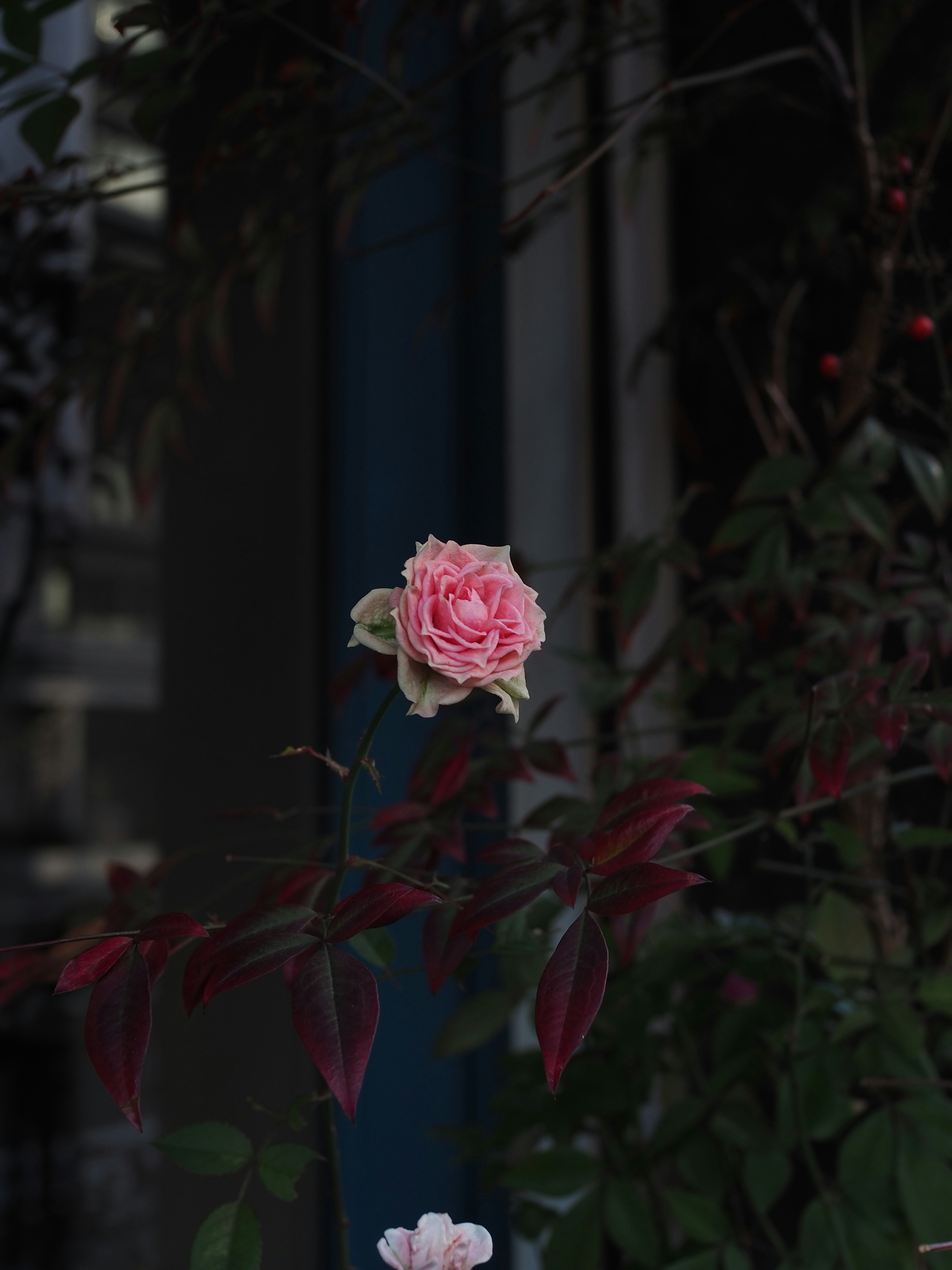 Zarte rosa Rose hebt sich vor einem dunklen Hintergrund ab