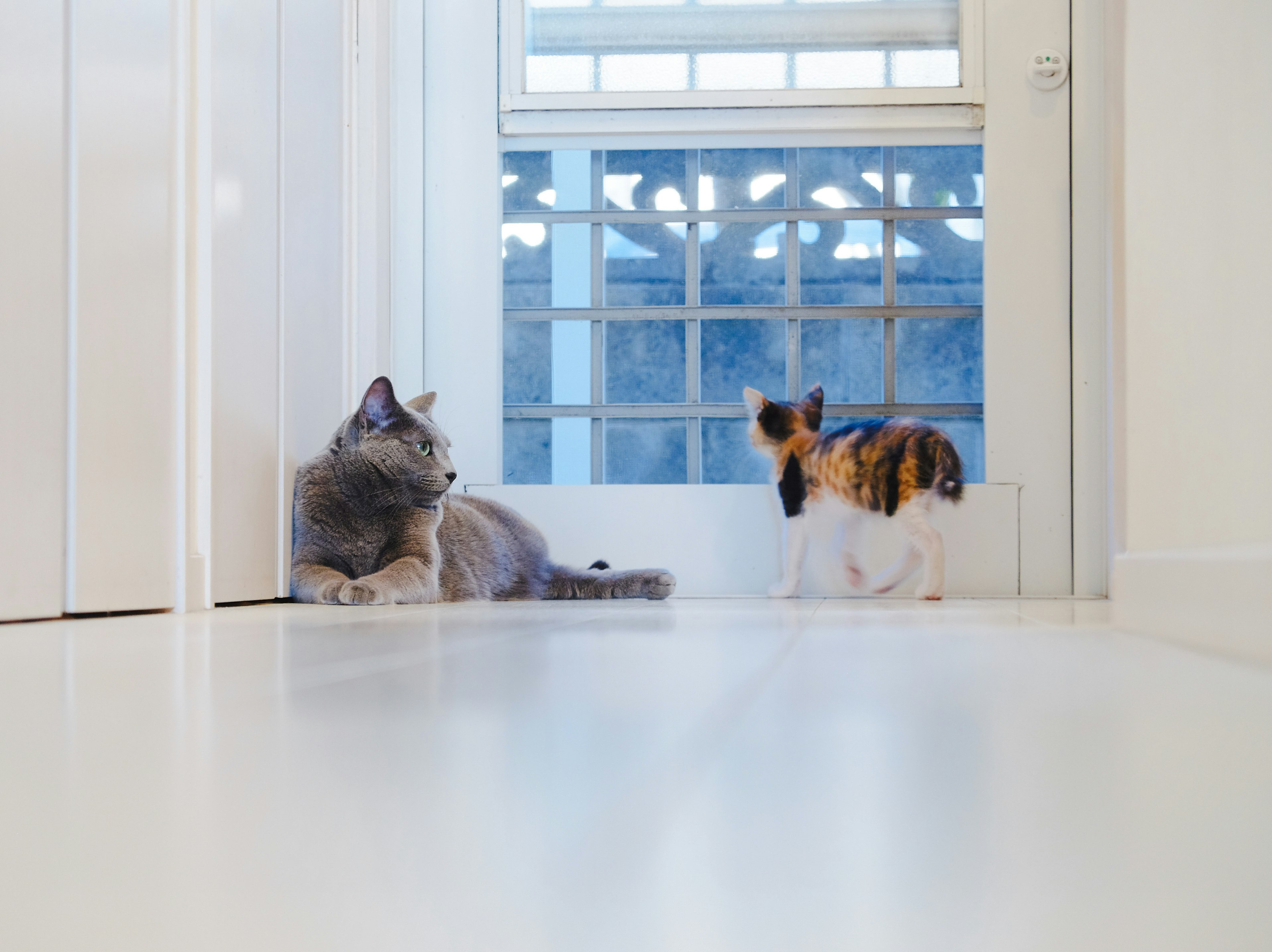 A gray cat lounging in a room and a calico cat playing nearby