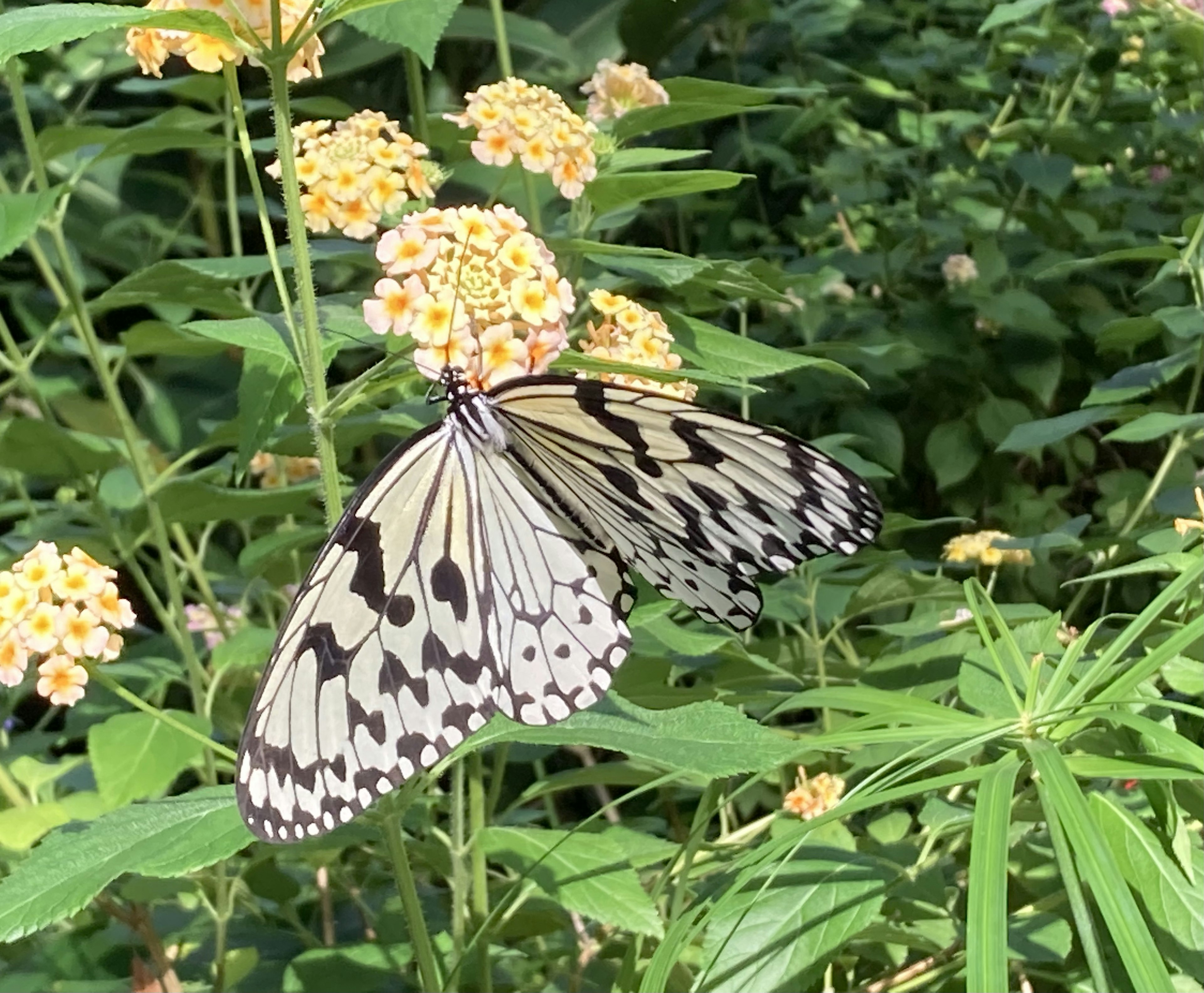 白と黒の模様のチョウが花に止まっている