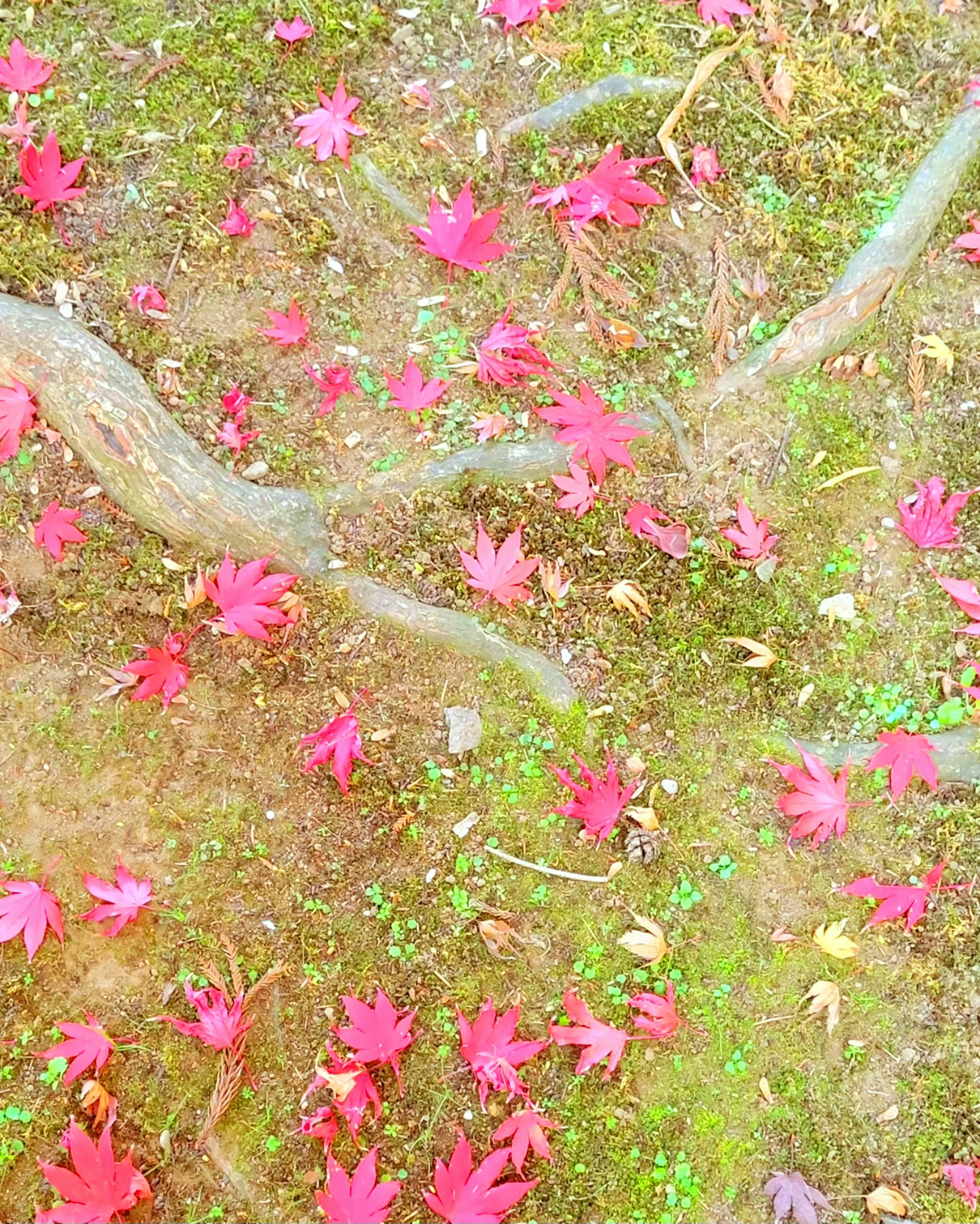 Terreno coperto di foglie rosse sparse e radici di albero visibili