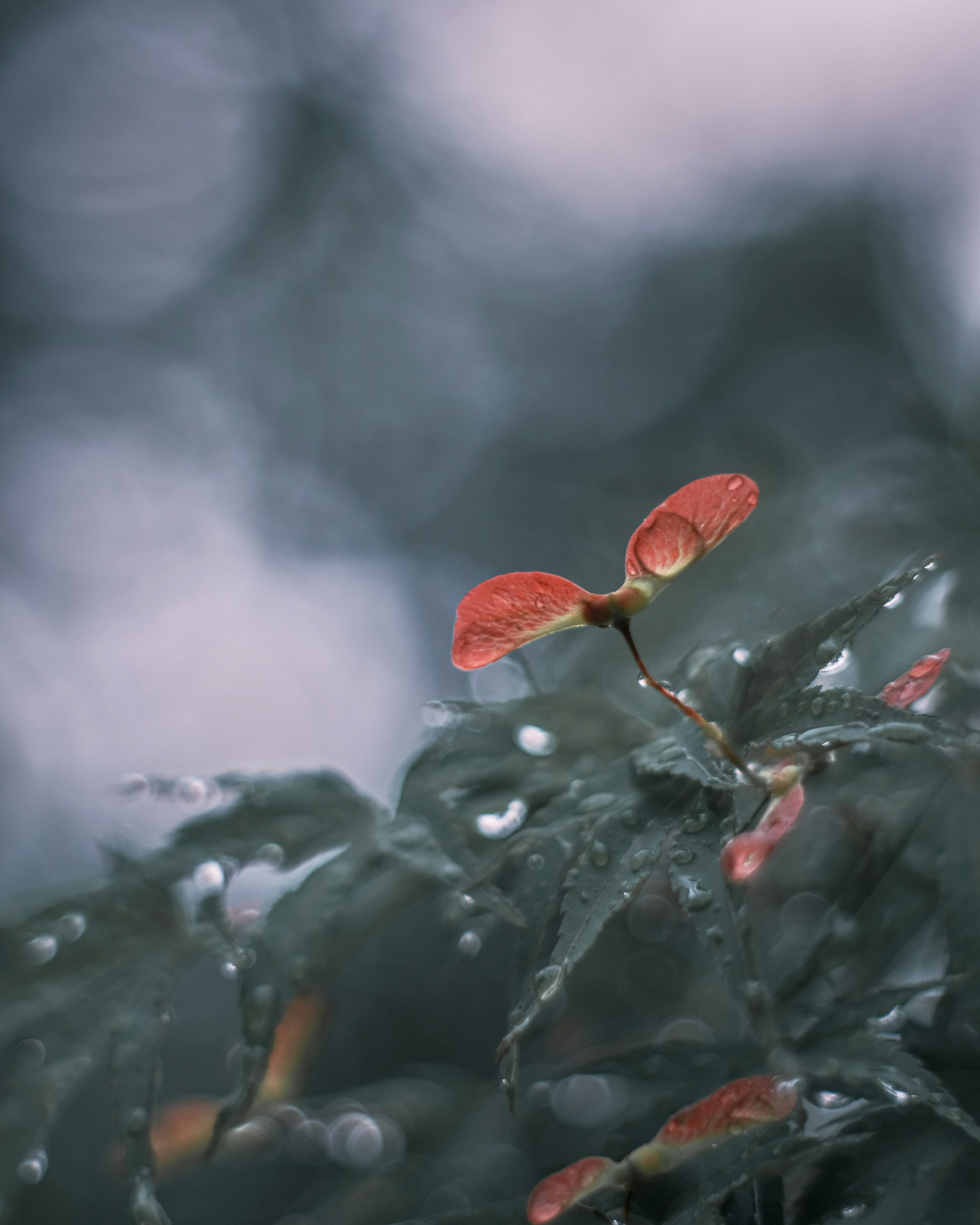 Semillas rojas vibrantes sobre hojas verdes cubiertas de gotas de lluvia