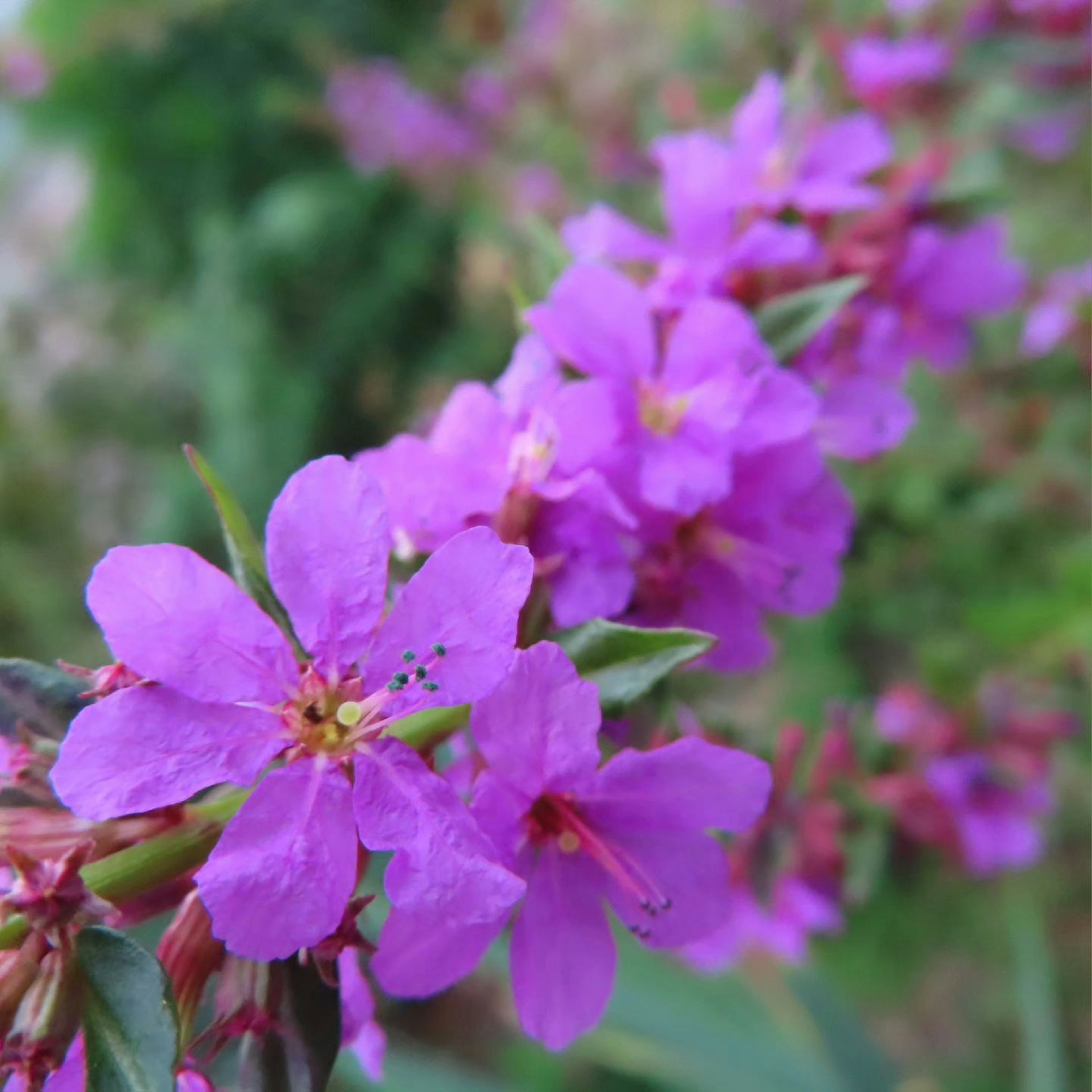 Flores moradas vibrantes floreciendo hermosamente