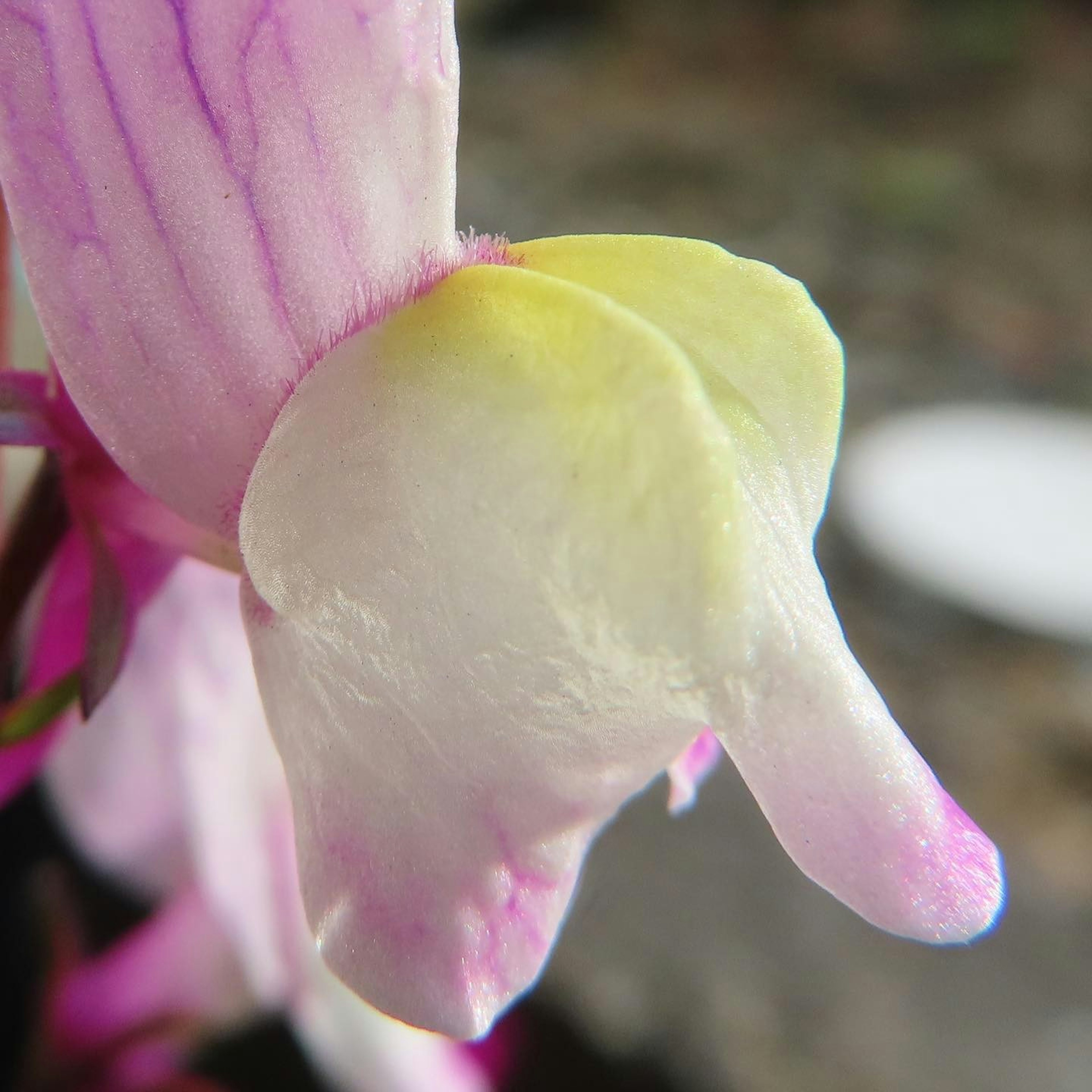 Close-up bunga anggrek dengan kelopak merah muda yang cerah