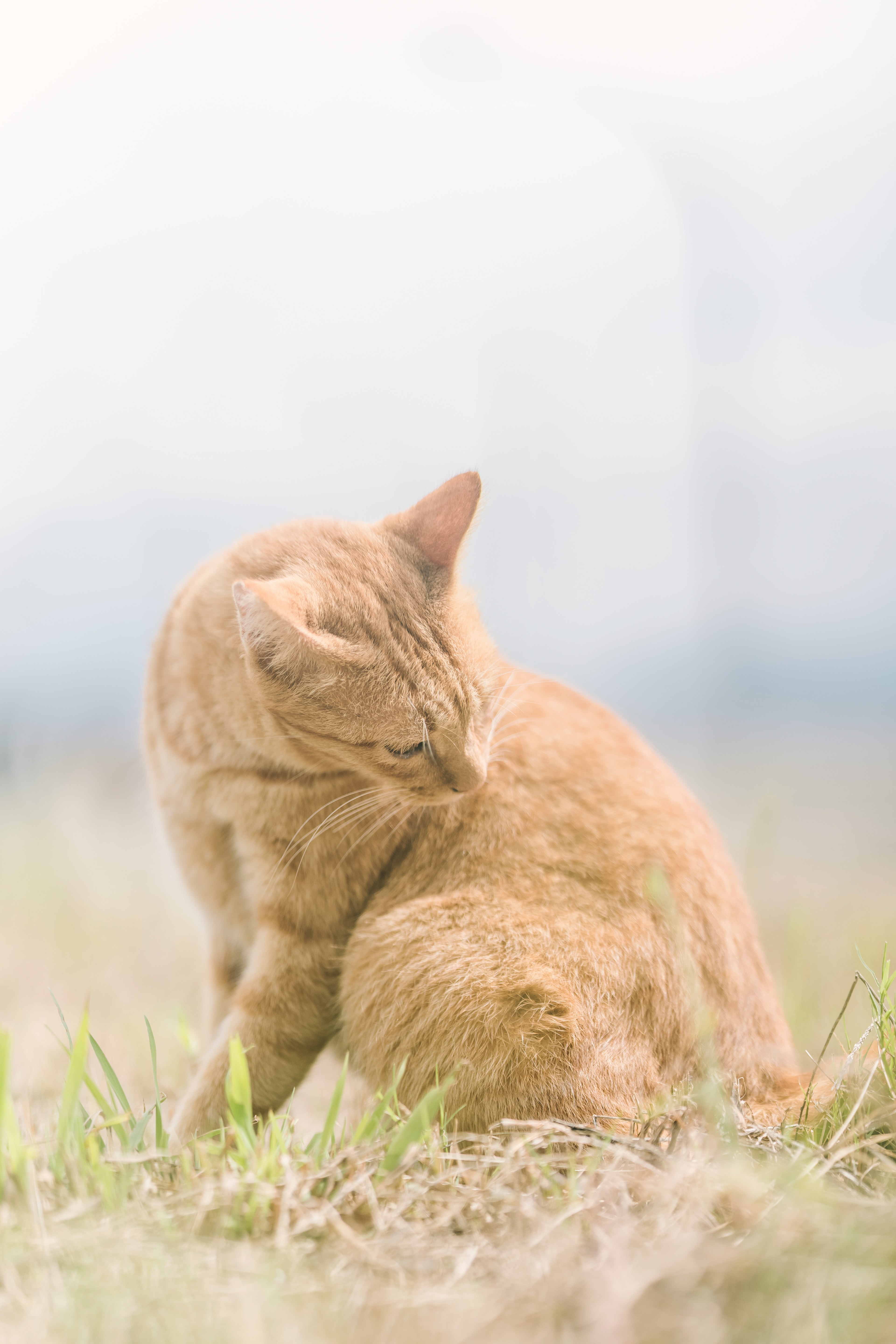 Un gato naranja sentado en la hierba mirando hacia atrás