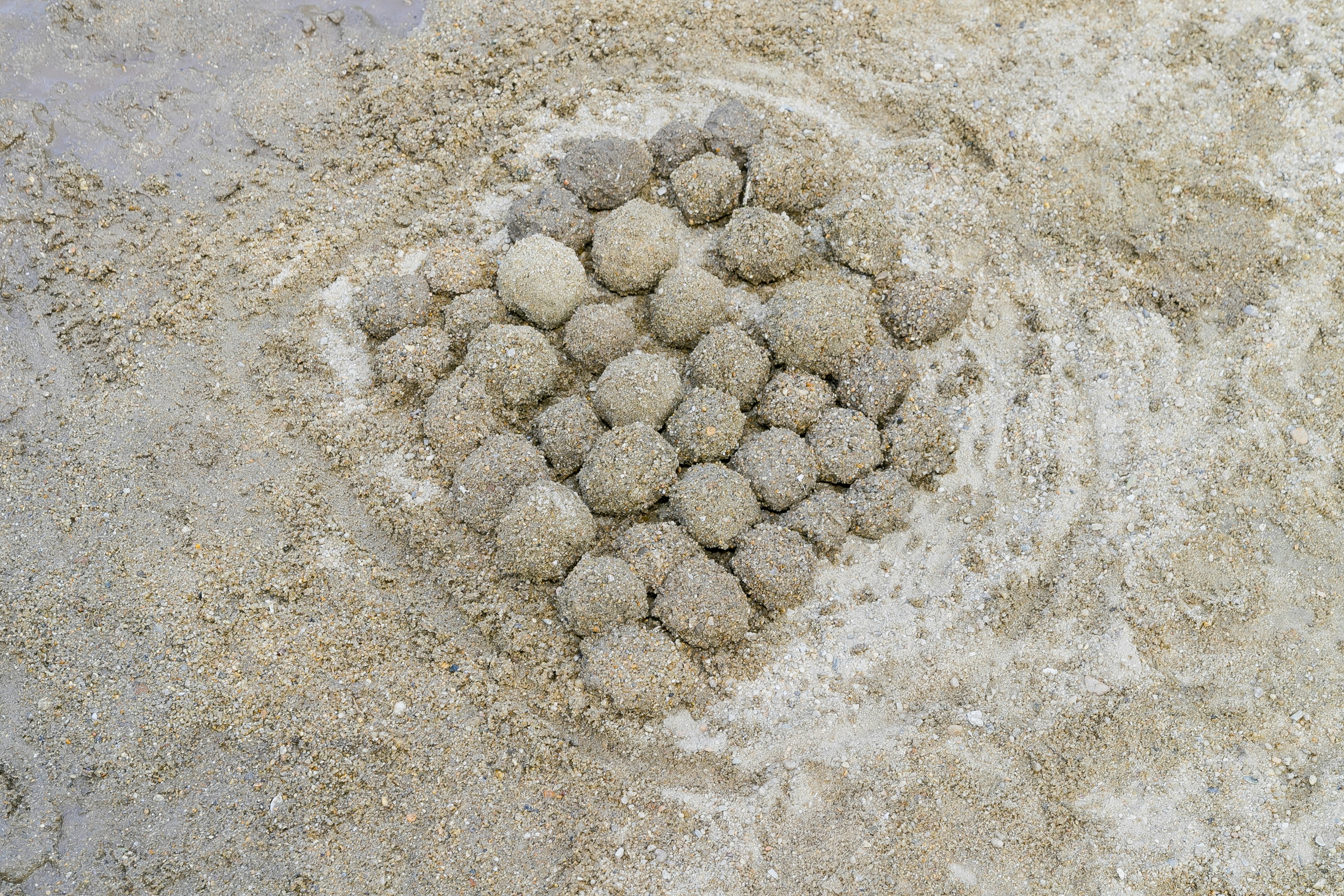 Ein Nest aus Sand-Eiern umgeben von strukturiertem Sand