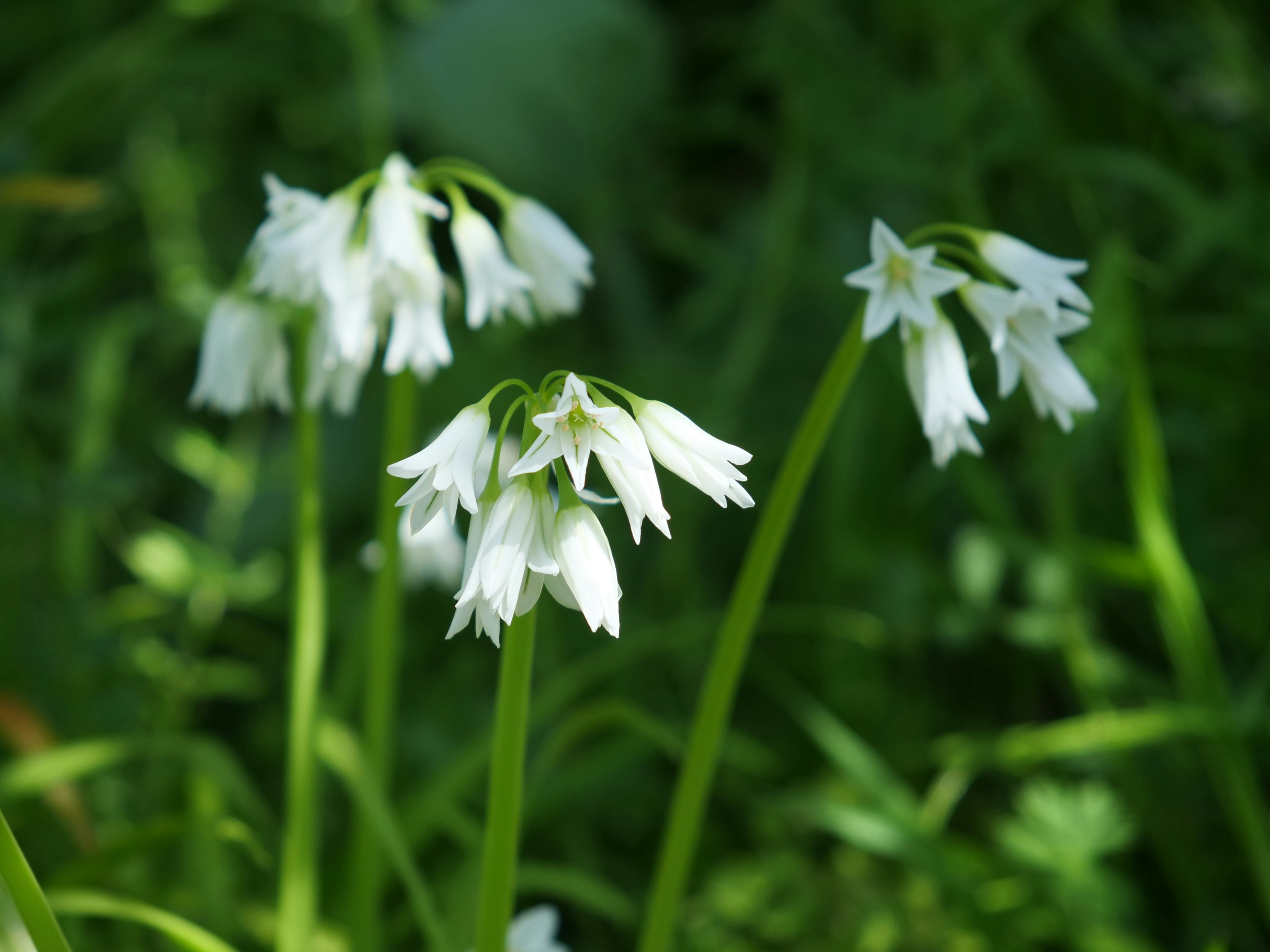 Racimo de flores blancas en hierba verde