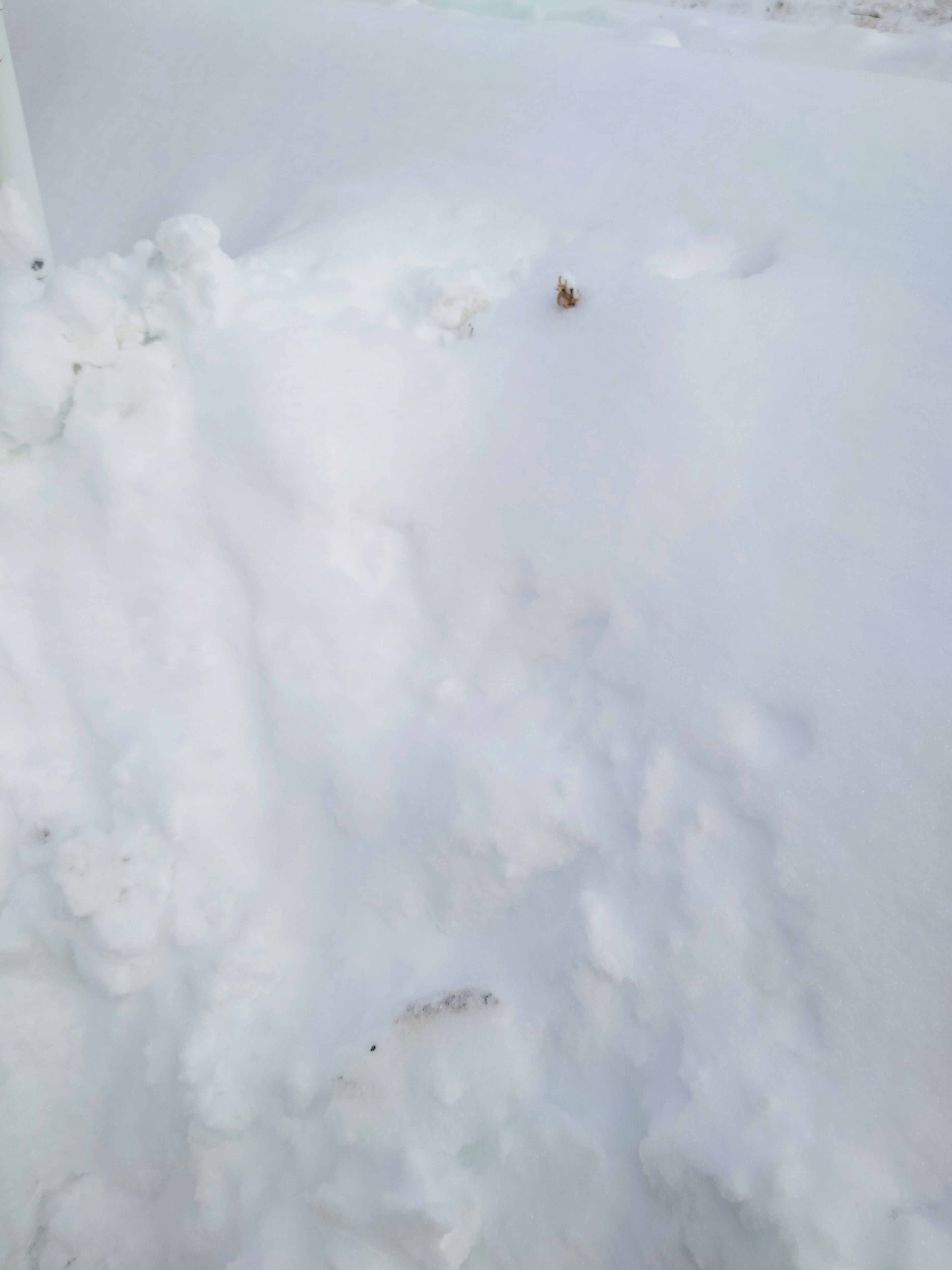 Close-up of a snowy landscape with soft white snow and a hint of brown leaves