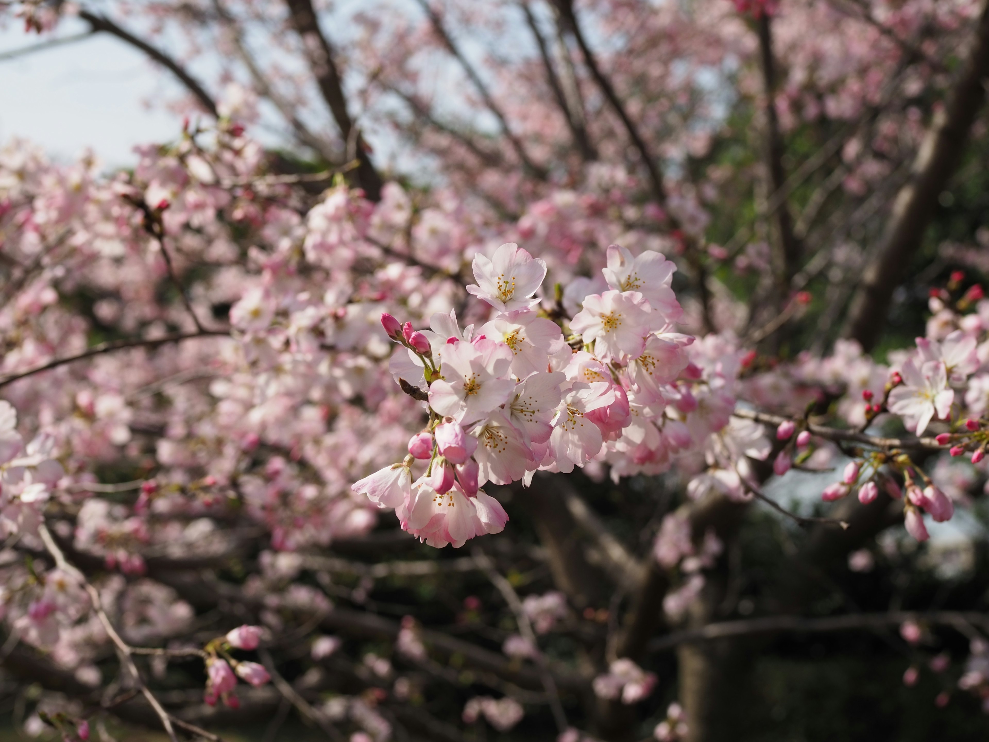 Nahaufnahme von Kirschblüten an einem Baum