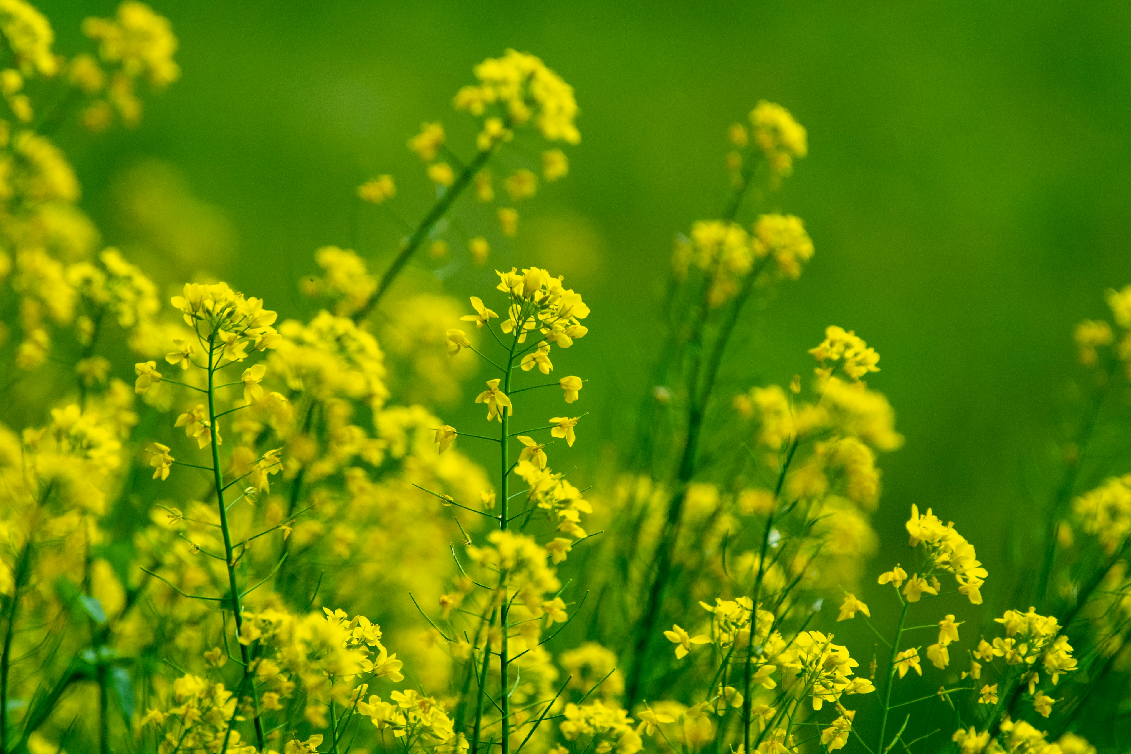 Primer plano de flores amarillas sobre fondo verde