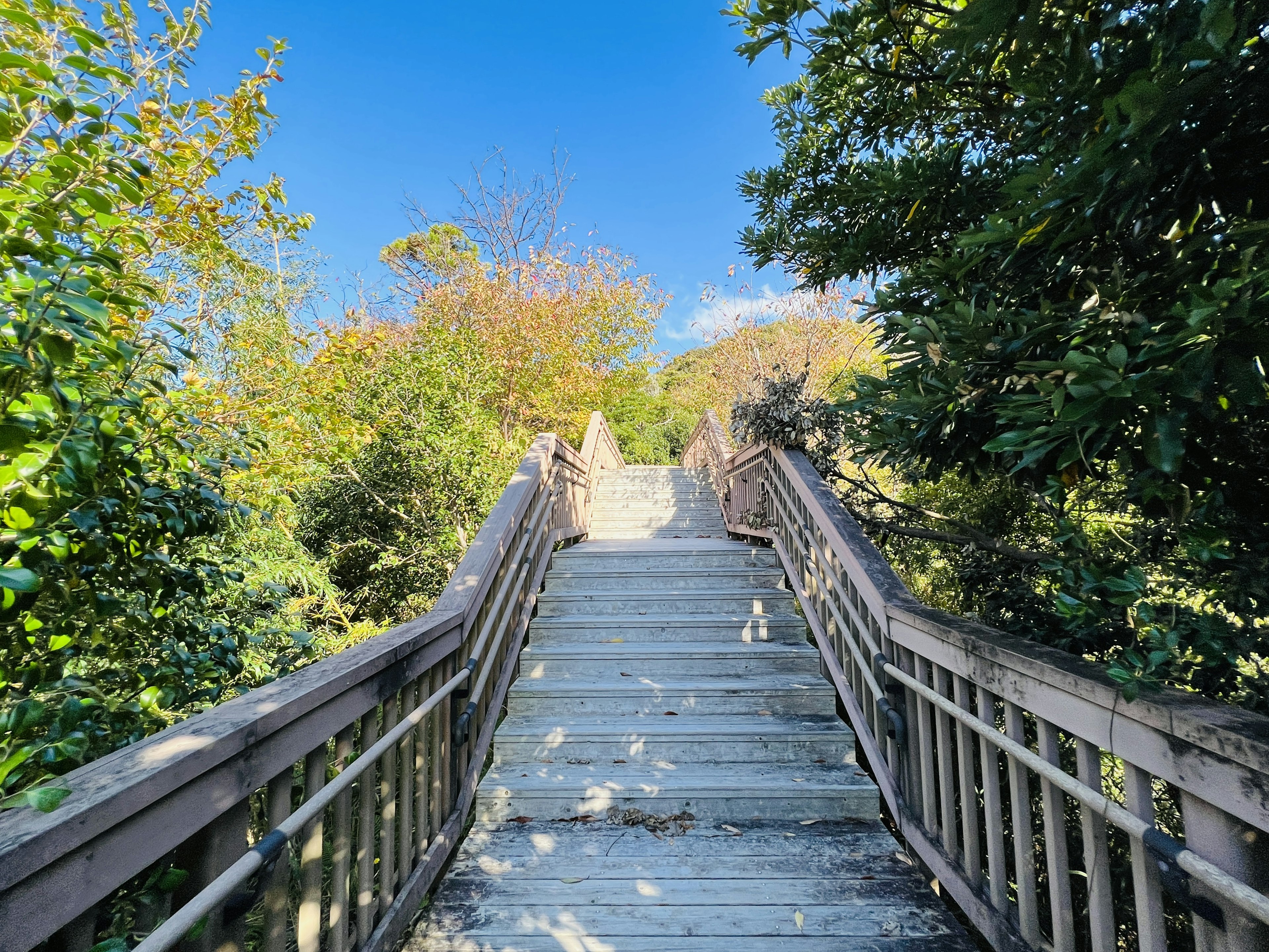 Holztreppe, die durch eine grüne Landschaft unter einem blauen Himmel führt