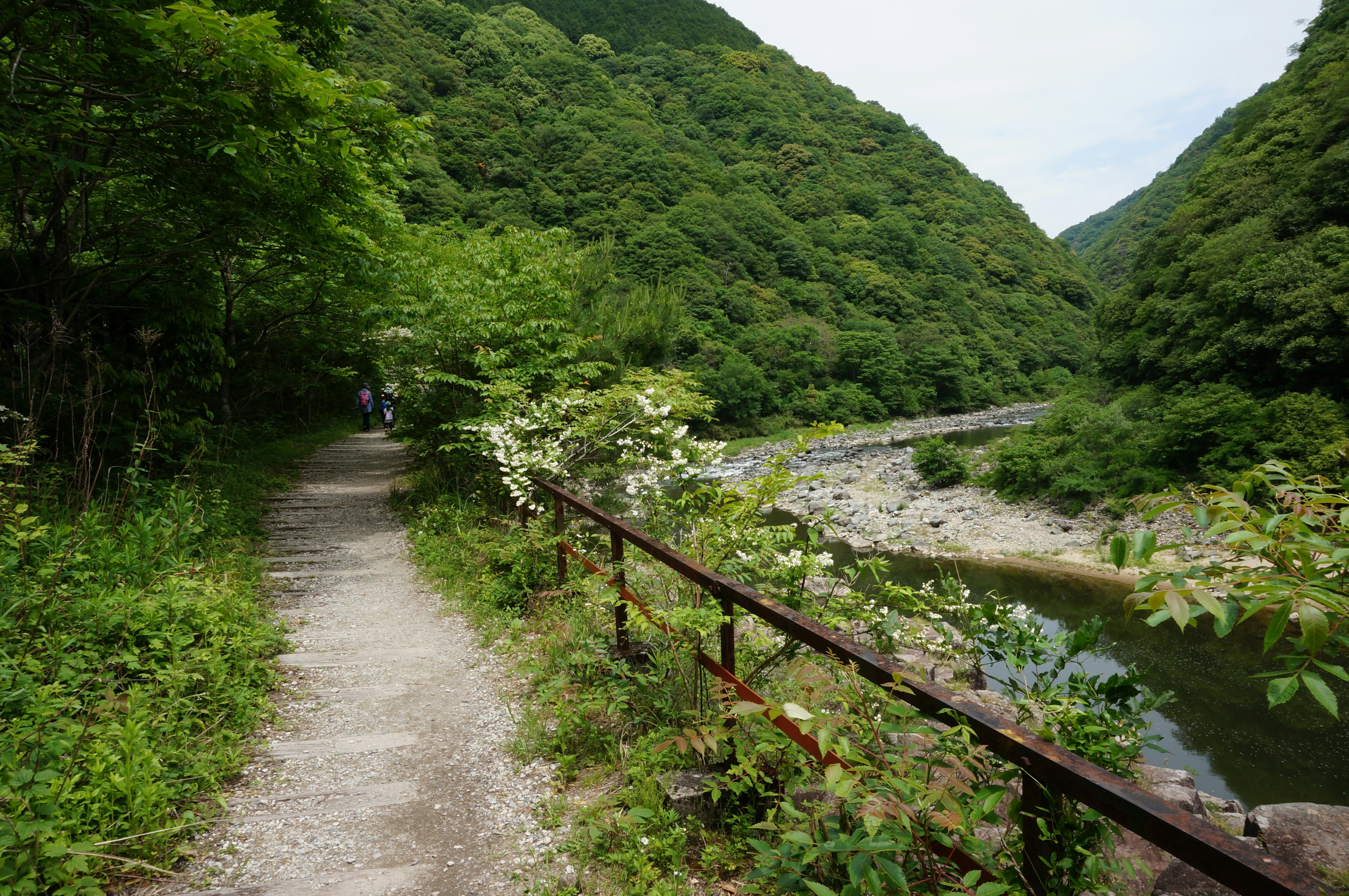 Sentiero verde lussureggiante accanto a un fiume con montagne