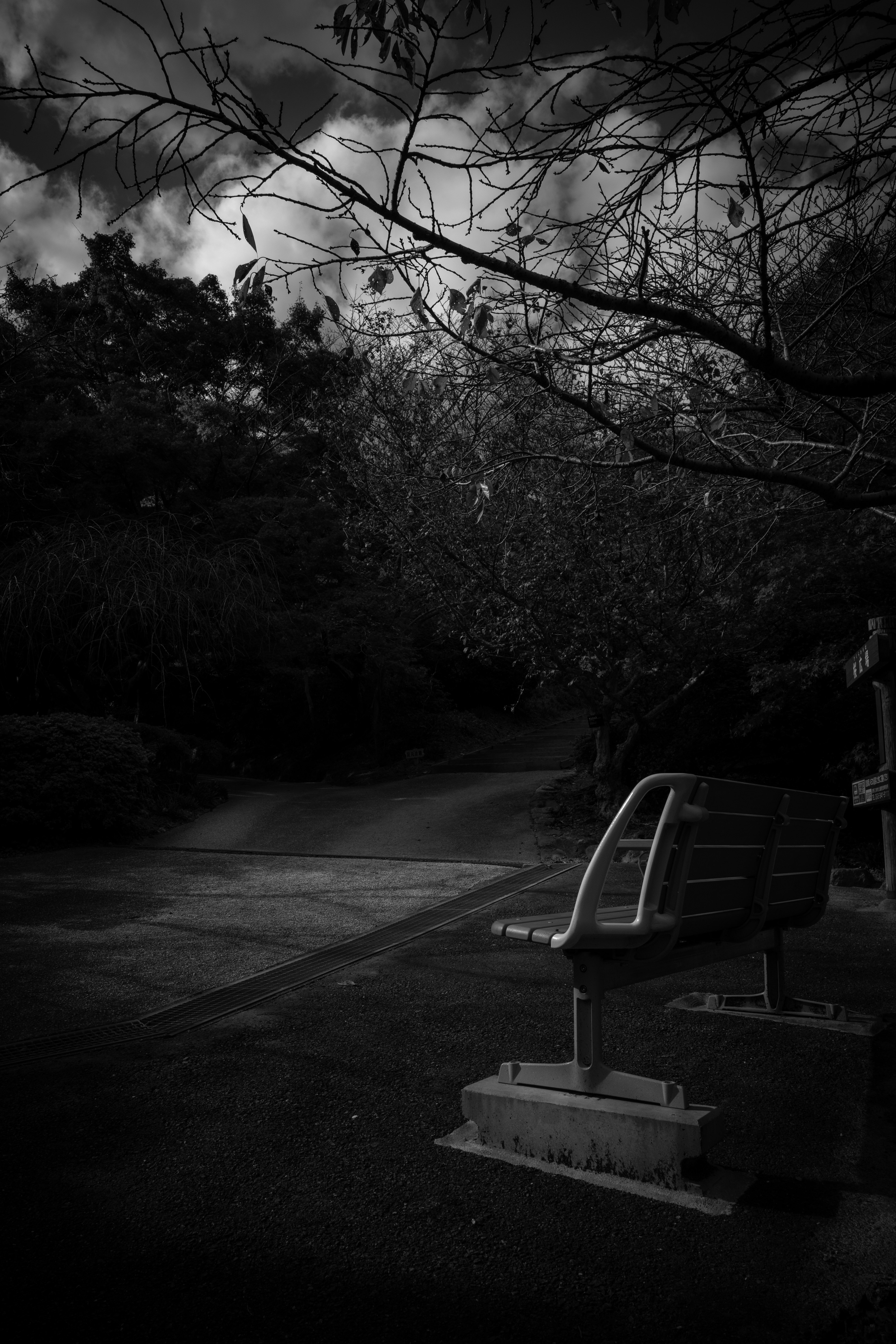 A dark park scene featuring a bench and tree branches