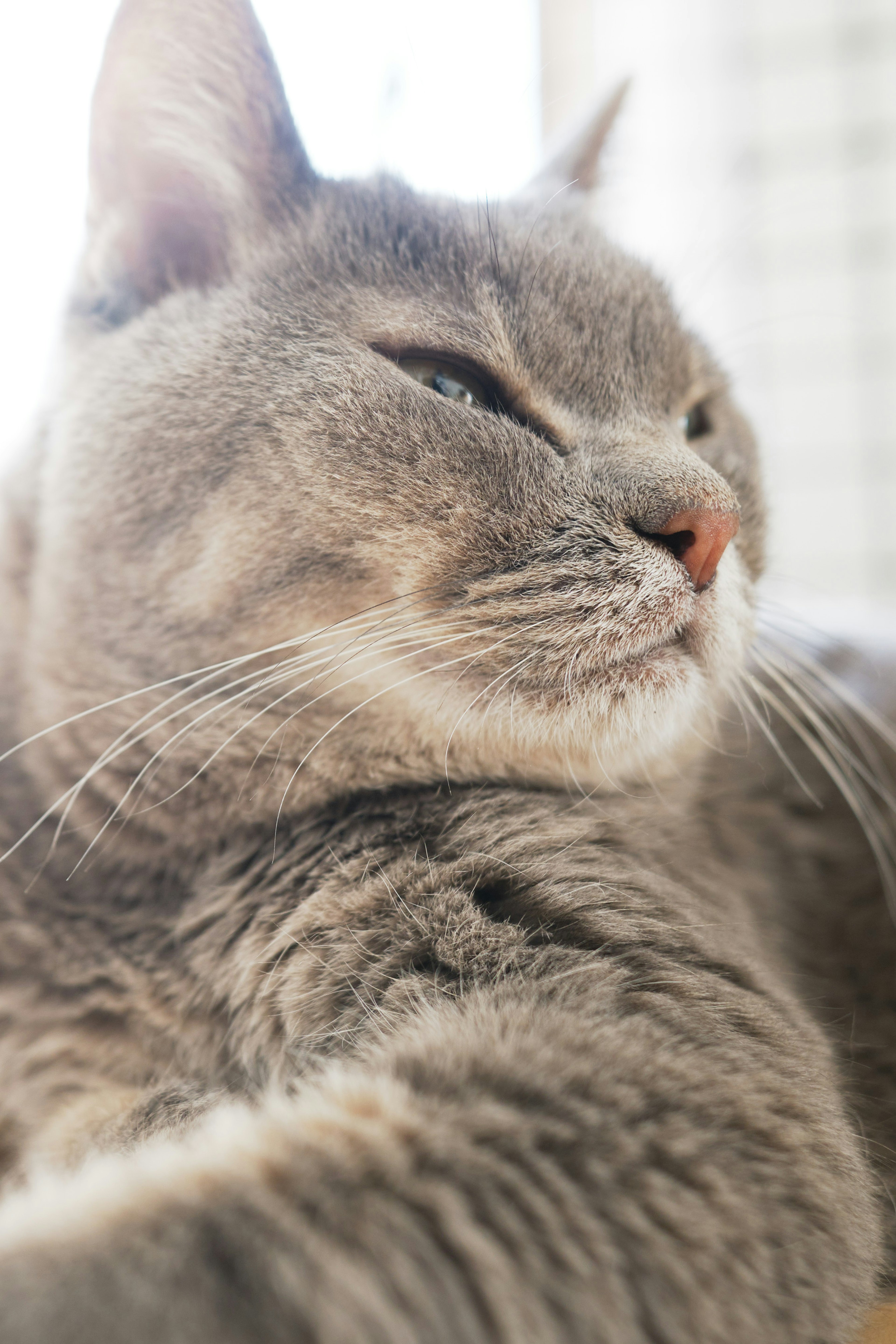 Gato gris relajándose junto a la ventana