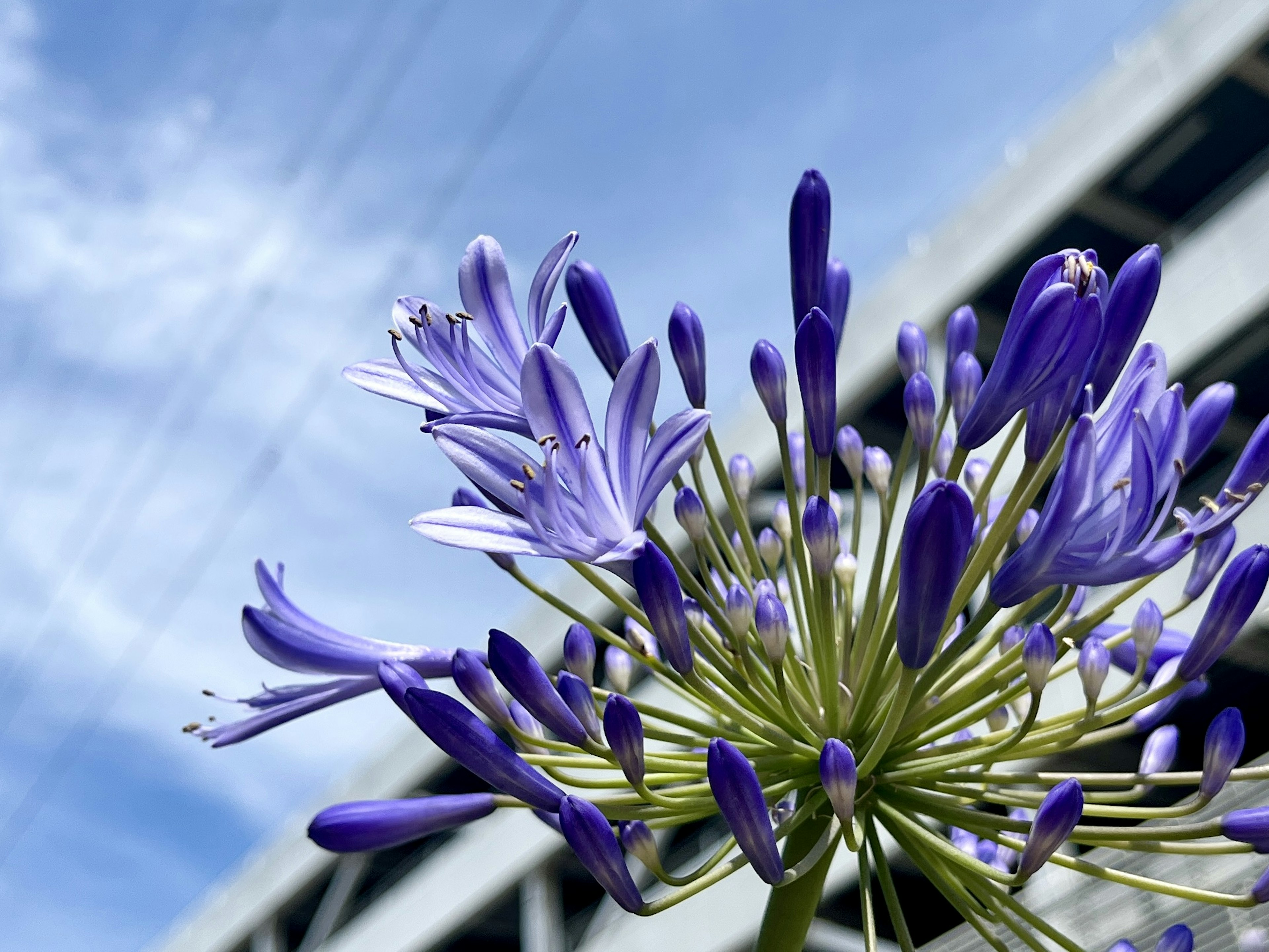 青紫色の花が空に向かって咲いている画像