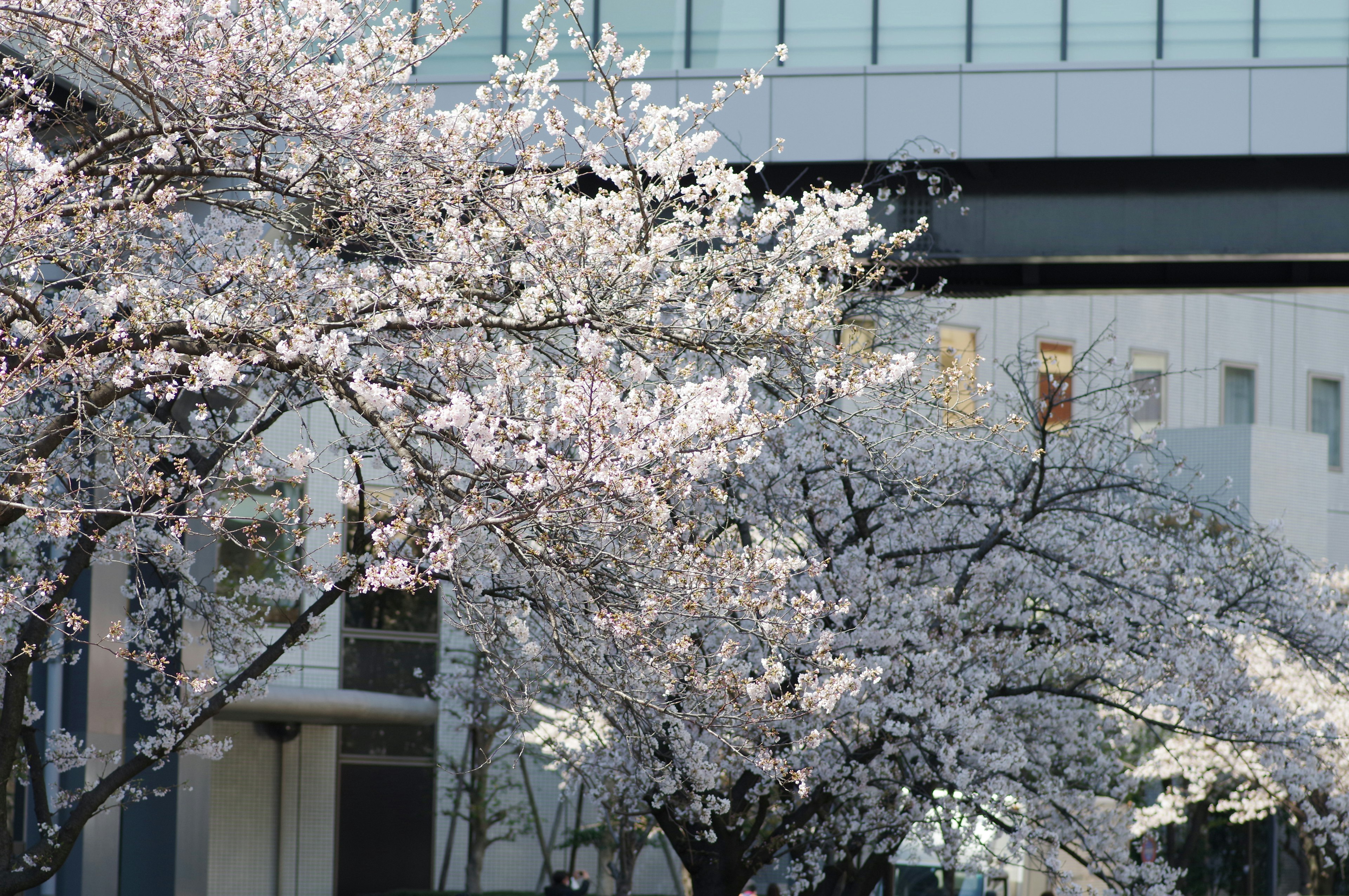 Des cerisiers en fleurs avec un bâtiment moderne en arrière-plan