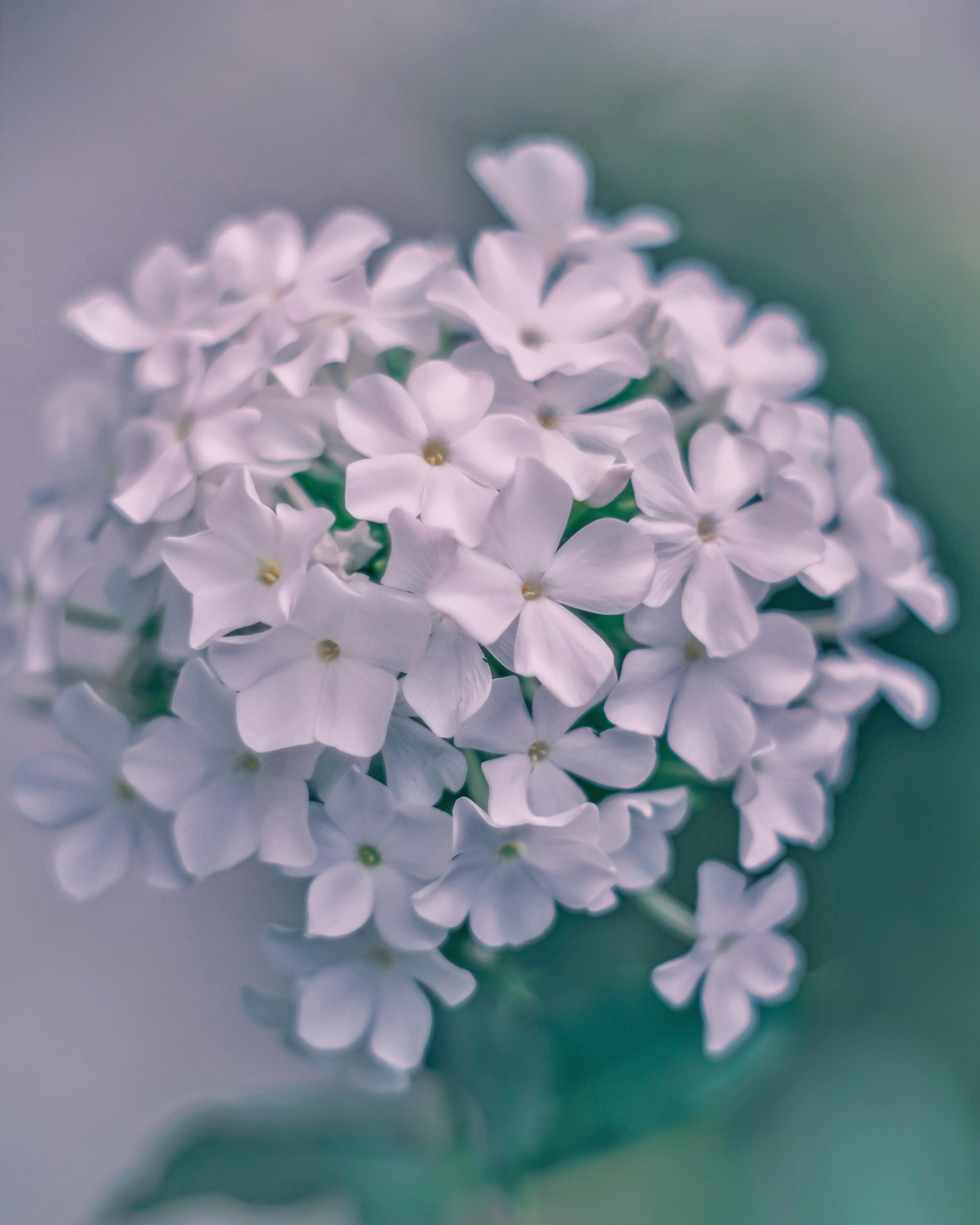 Beautiful cluster of white flowers resembling a bouquet