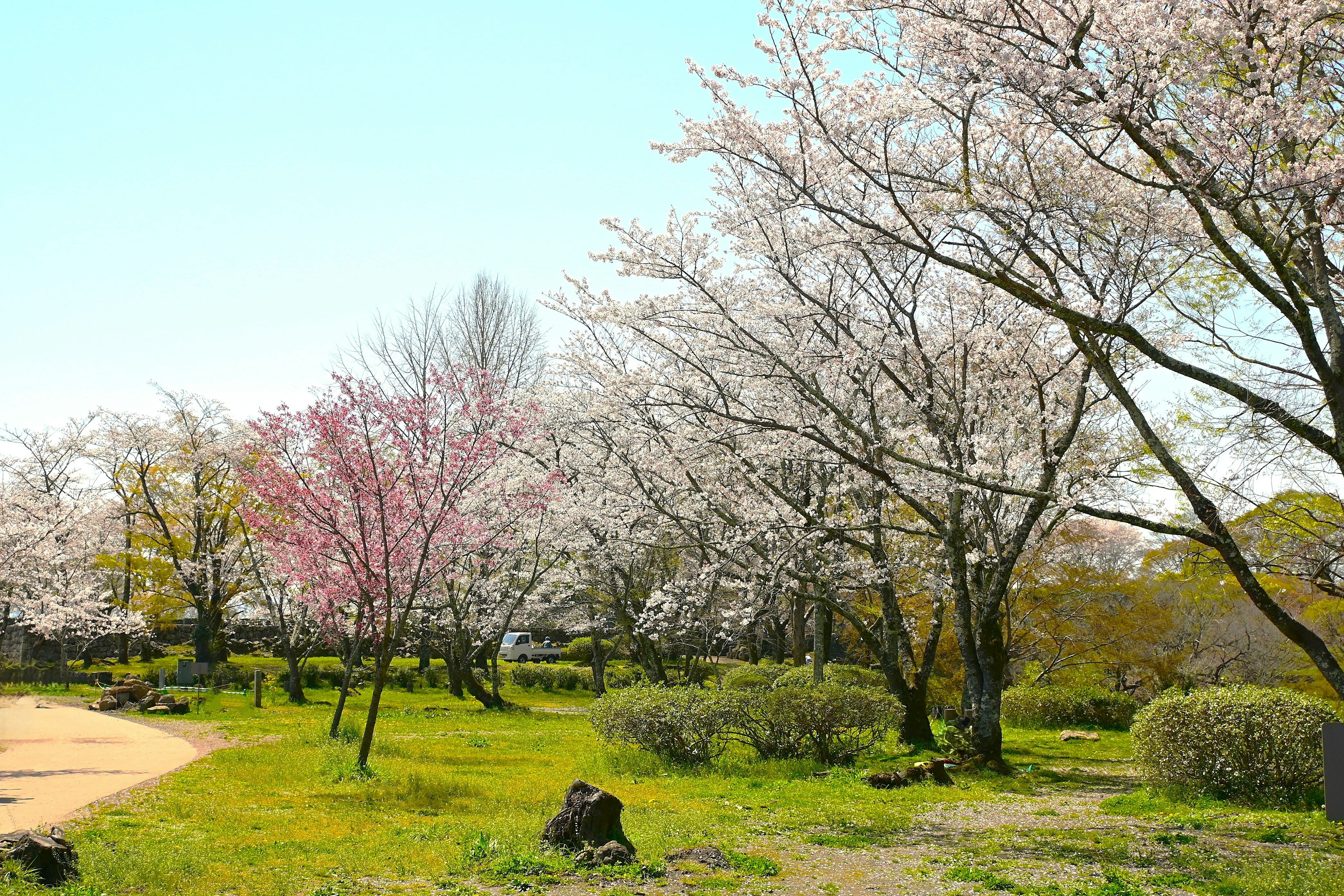 桜の木が咲く公園の景色 緑の草地と青空