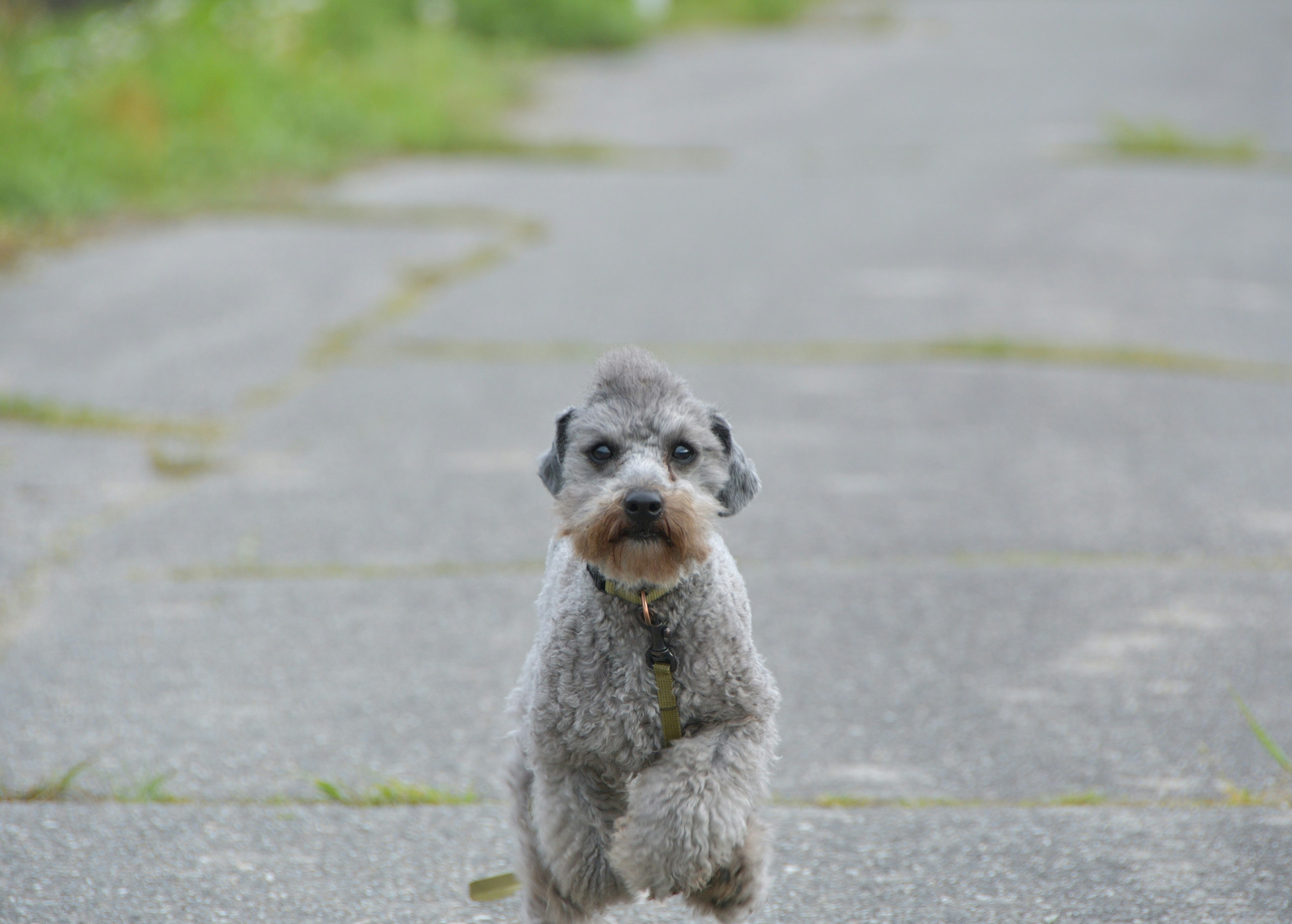 Chó schnauzer đang chạy trên đường