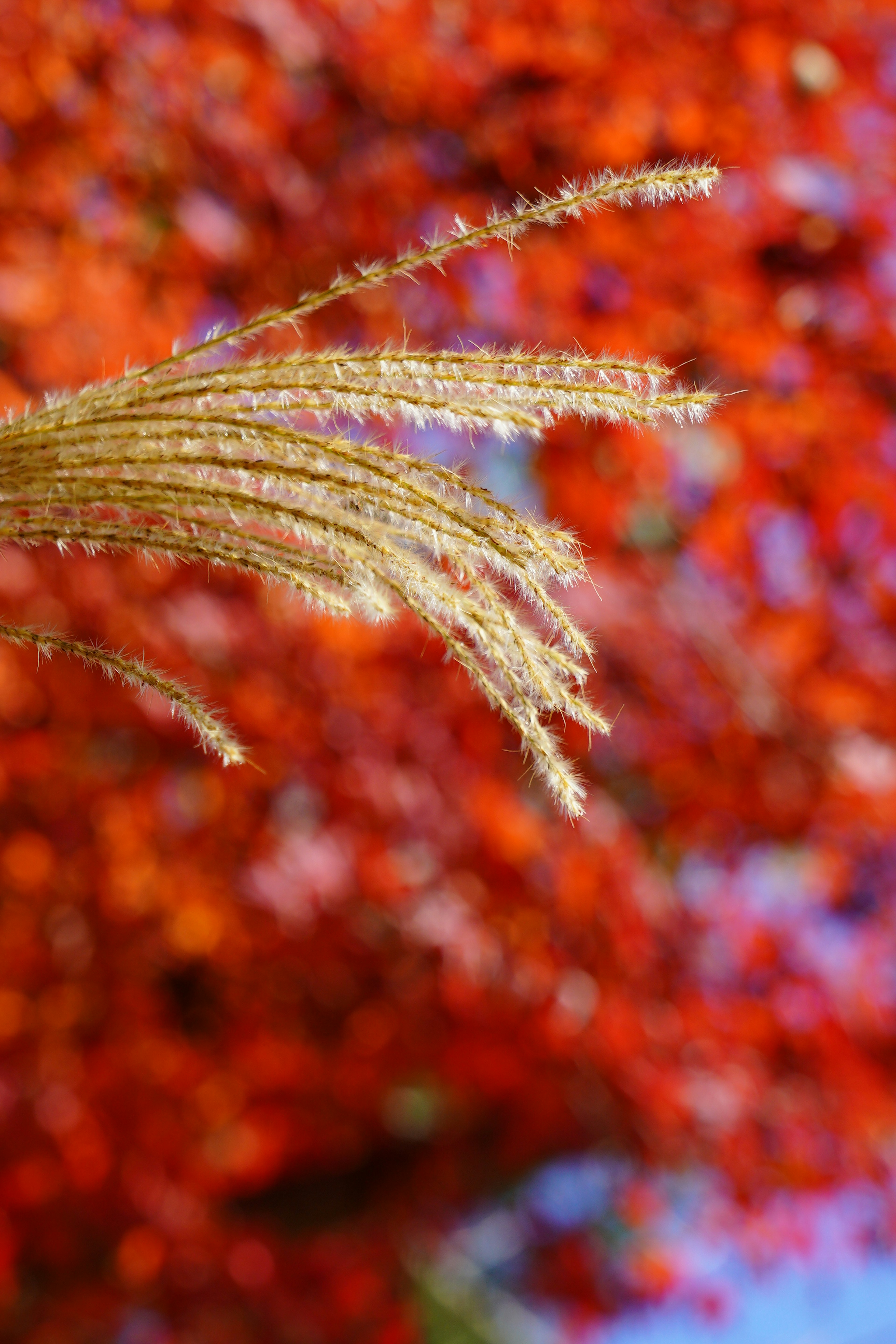 Golden grass spikes against a vibrant red background