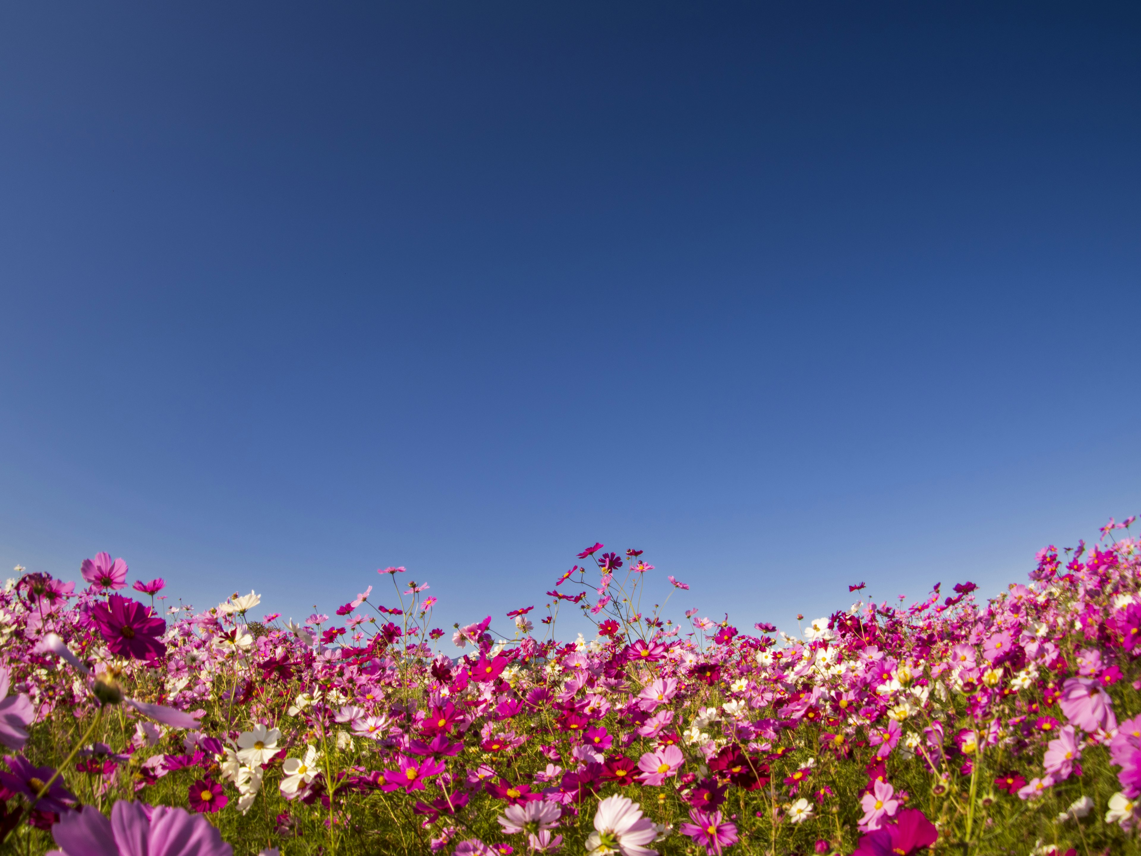 Colorful cosmos flower field under a clear blue sky