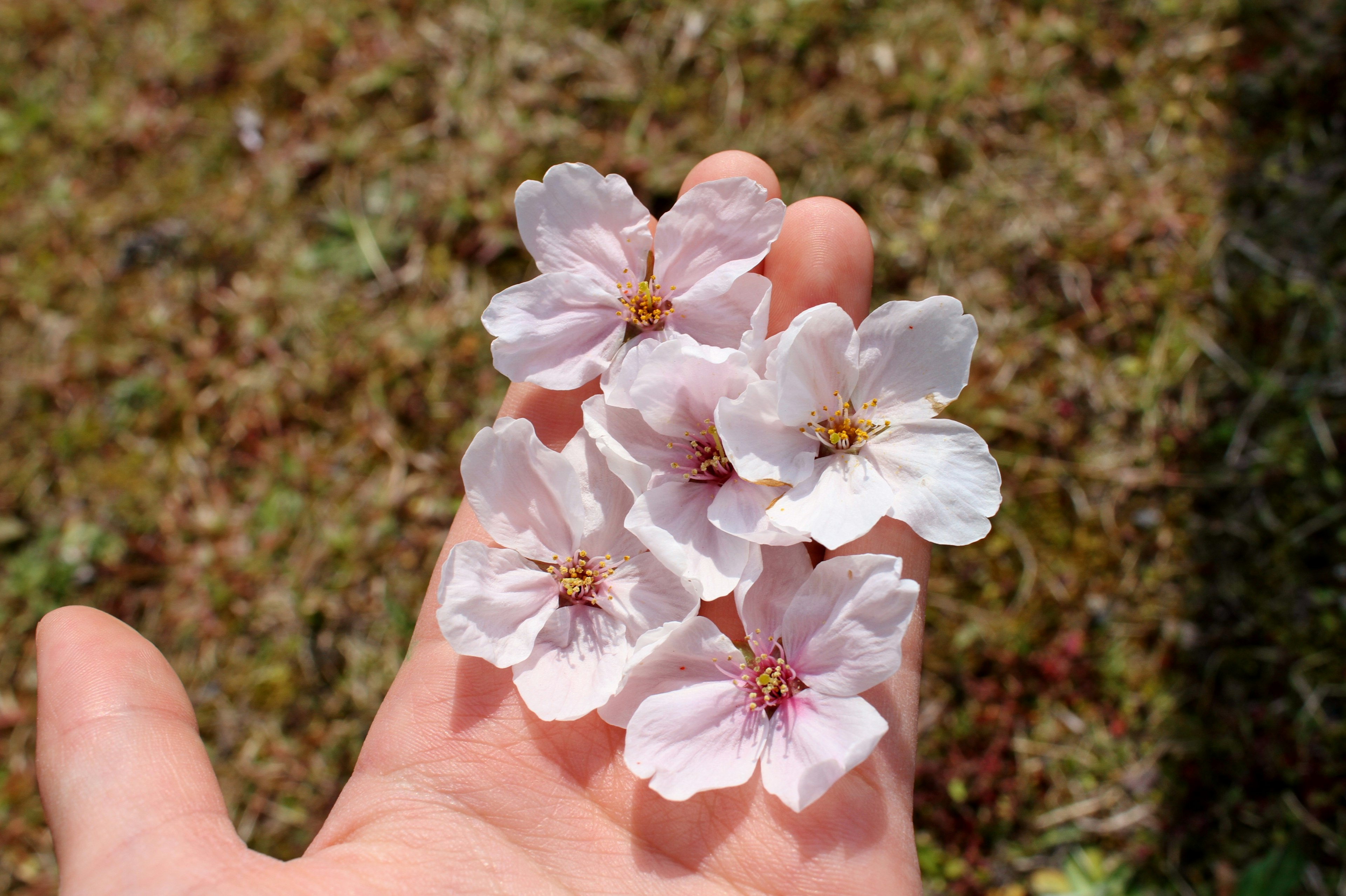 Sebuah tangan memegang kelopak bunga sakura pink yang halus