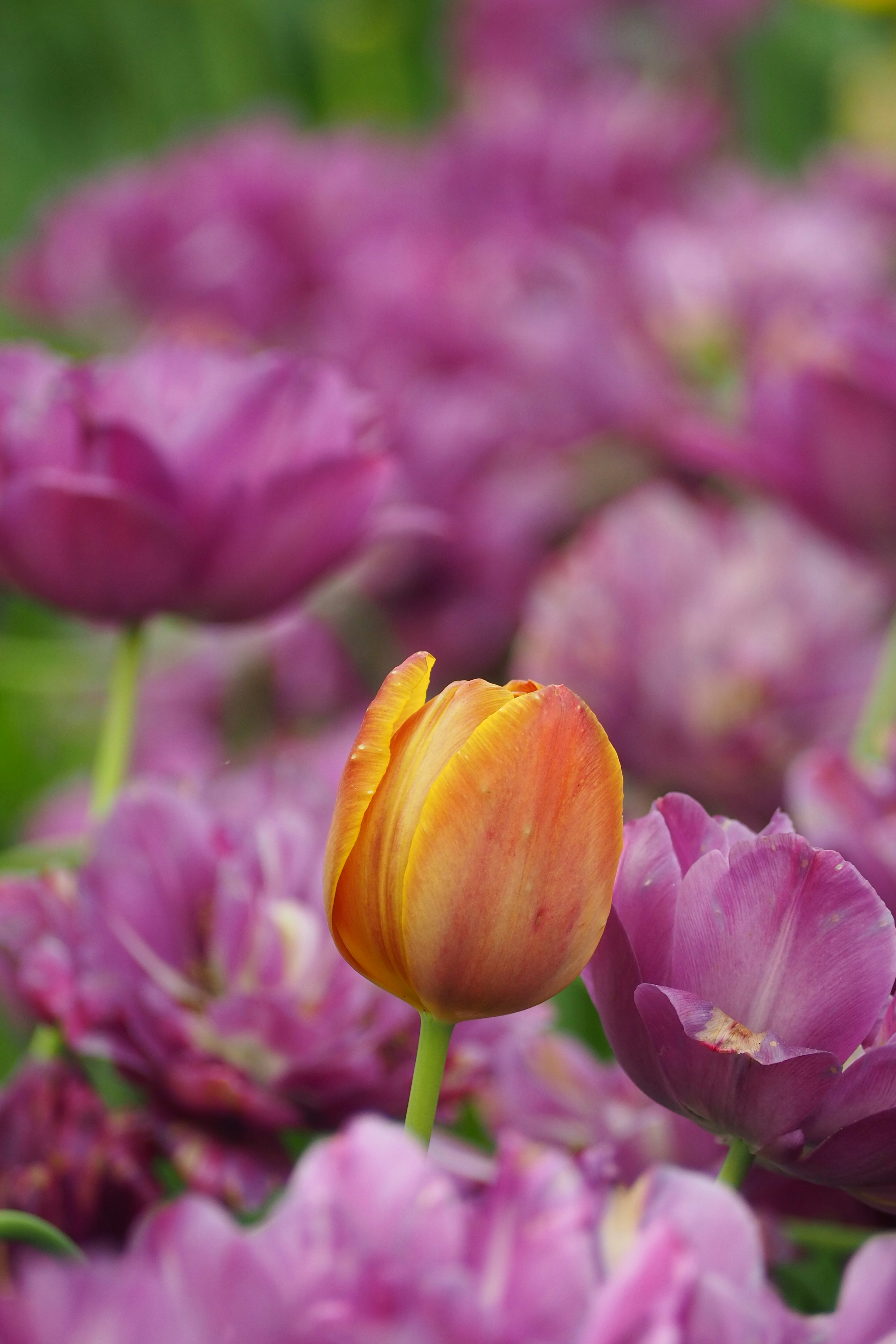 Sebuah tulip oranye menonjol di antara tulip ungu di taman yang subur