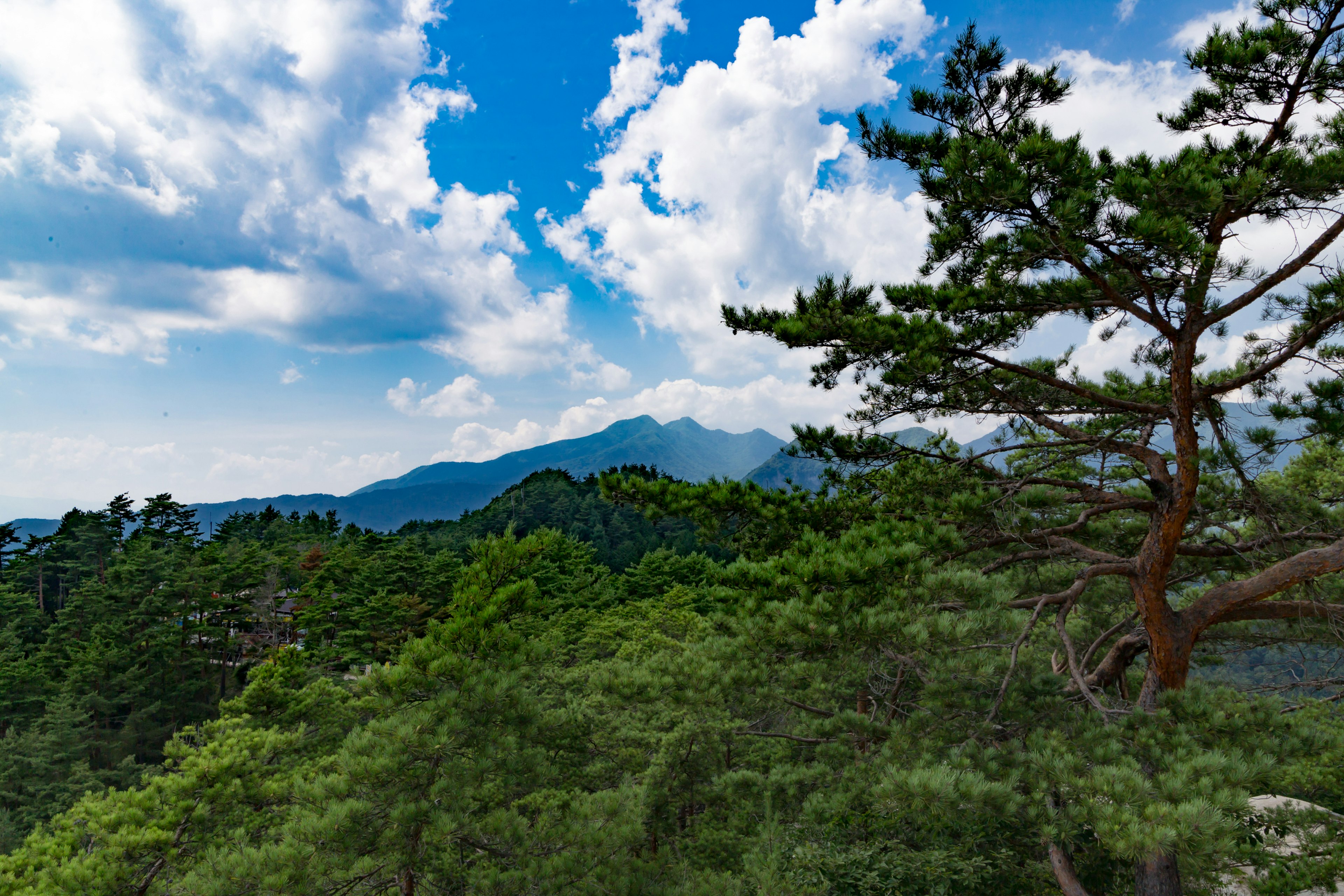 青い空と白い雲の下に広がる緑の山々と松の木