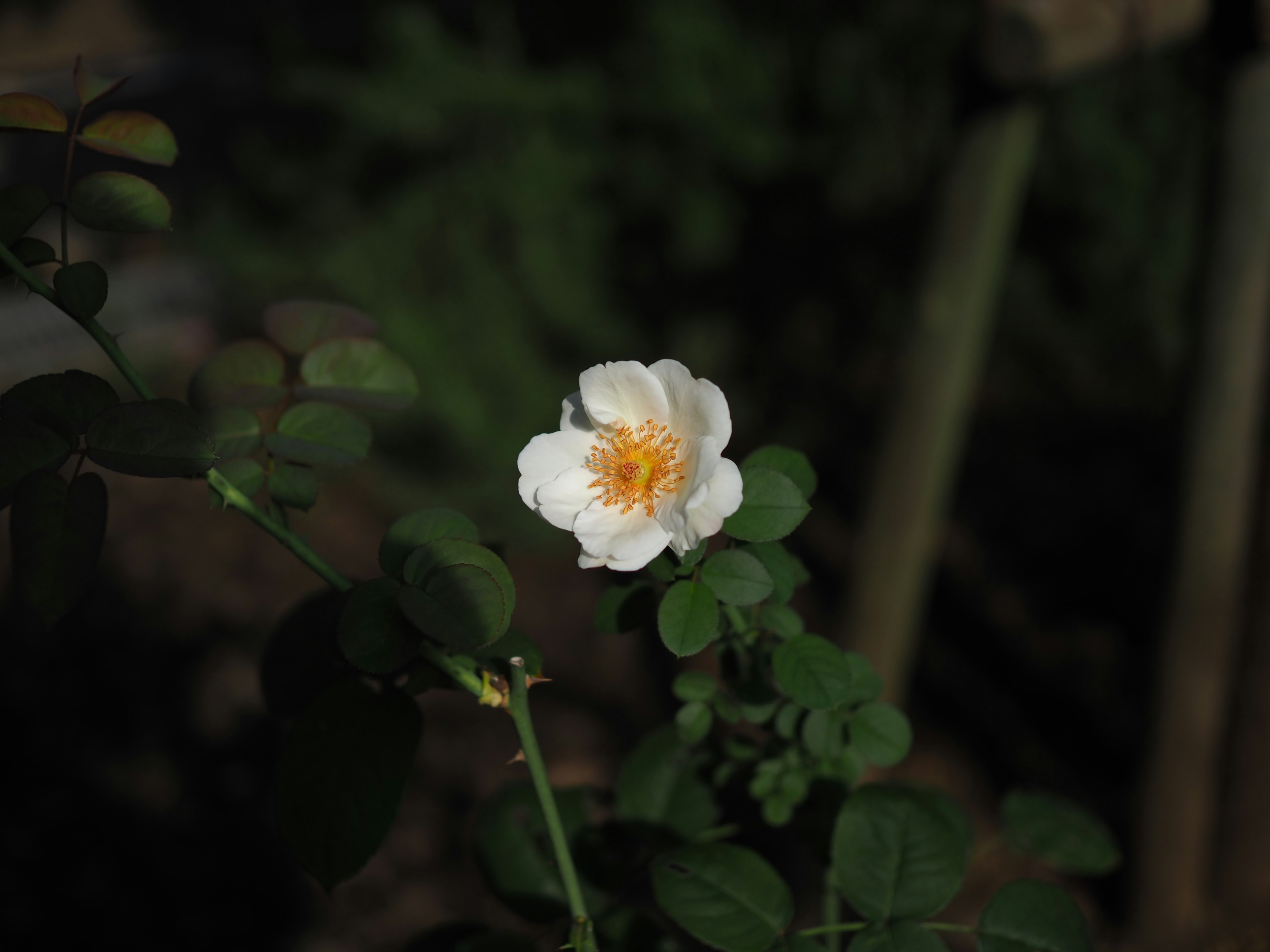 Eine zarte weiße Blume mit gelbem Zentrum umgeben von grünen Blättern